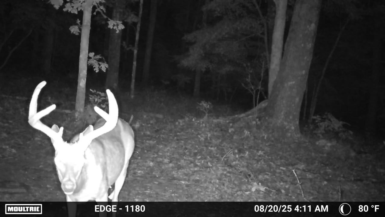 Photo 9 - Vacant Land for sale – 84A  County Road 154   Mount Pleasant, AR