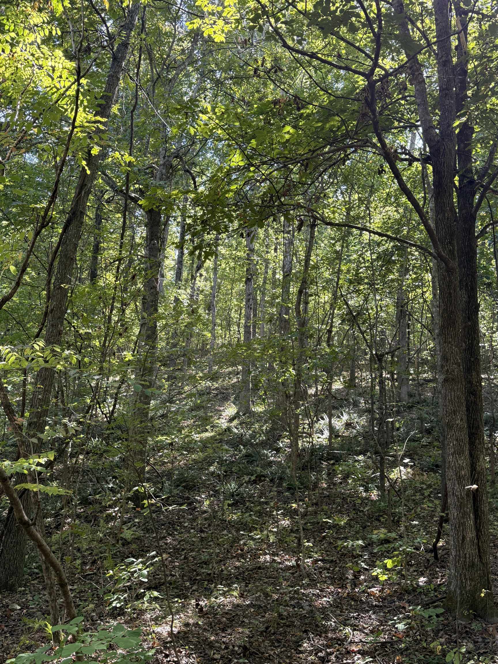 Photo 16 - Vacant Land for sale – 68A  Lafferty Road   Mount Pleasant, AR