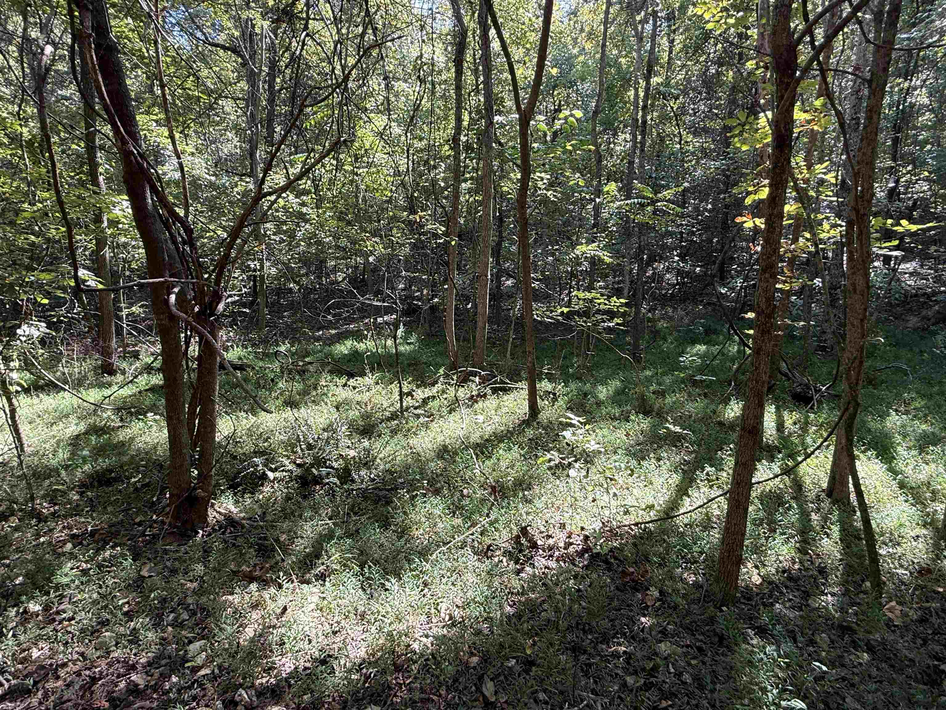 Photo 6 - Vacant Land for sale – 68A  Lafferty Road   Mount Pleasant, AR