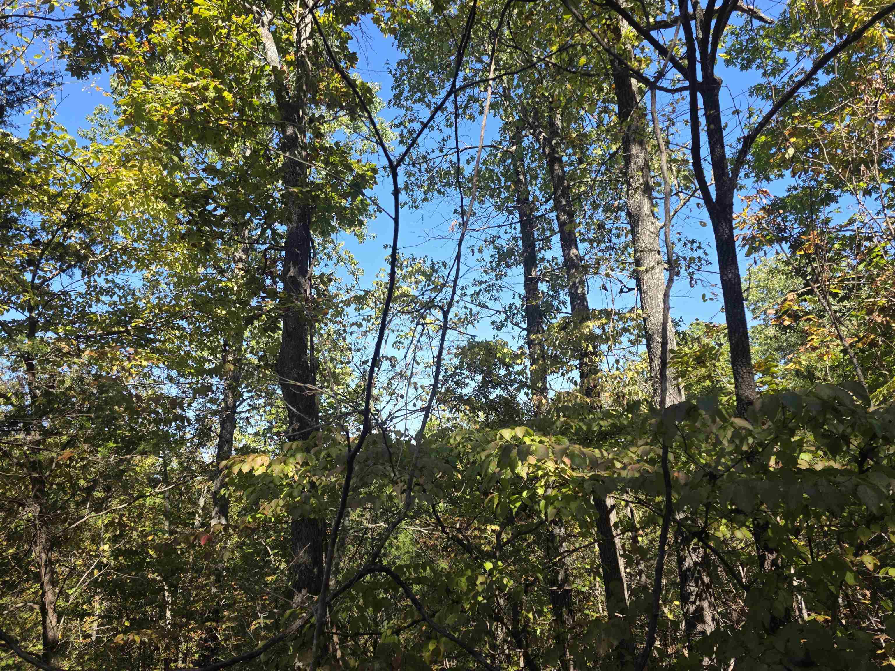 Photo 12 - Vacant Land for sale – L10B4  Clatsop   Cherokee Village, AR