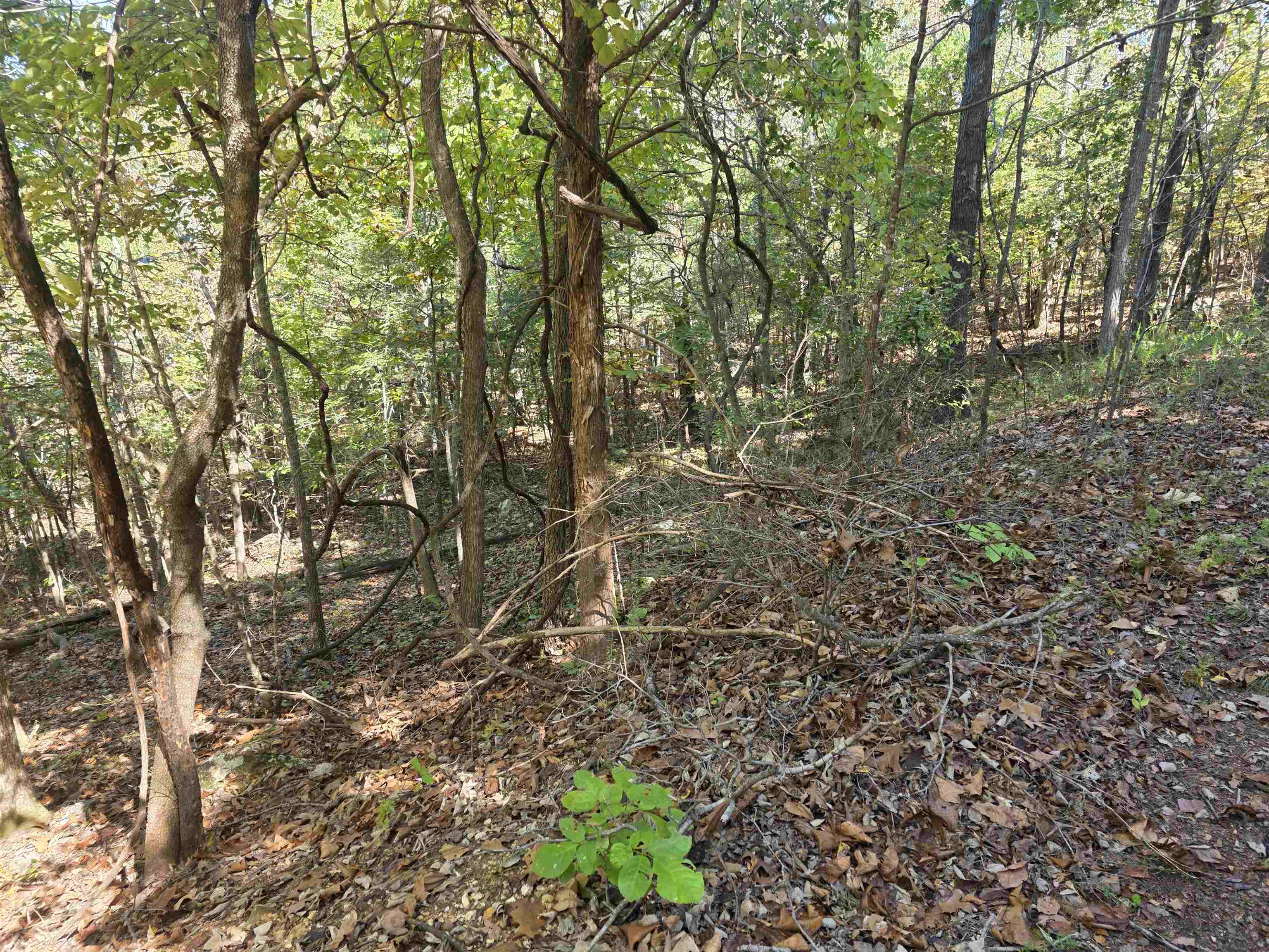 Photo 5 - Vacant Land for sale – L10B4  Clatsop   Cherokee Village, AR
