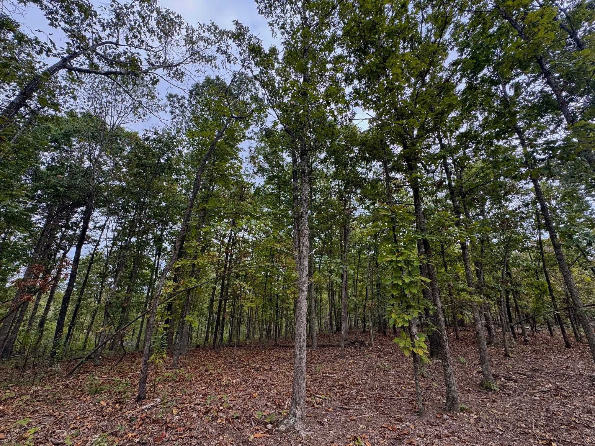 Photo 3 - Vacant Land for sale – XX  Firetower   Hardy, AR
