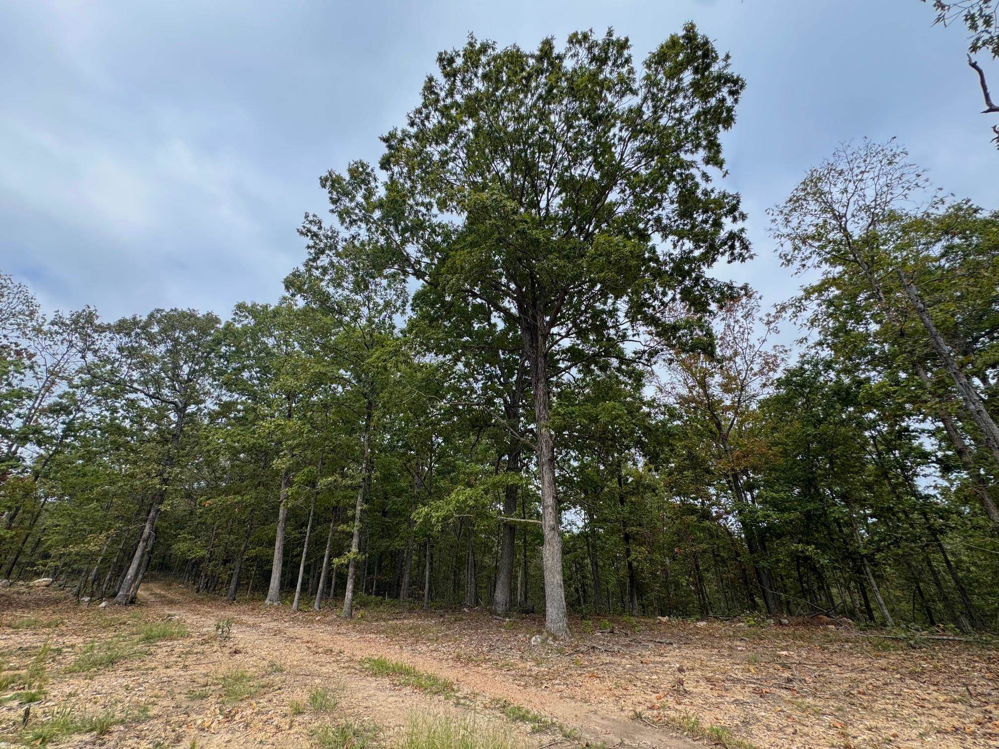 Photo 3 - Vacant Land for sale – XX  Firetower   Hardy, AR