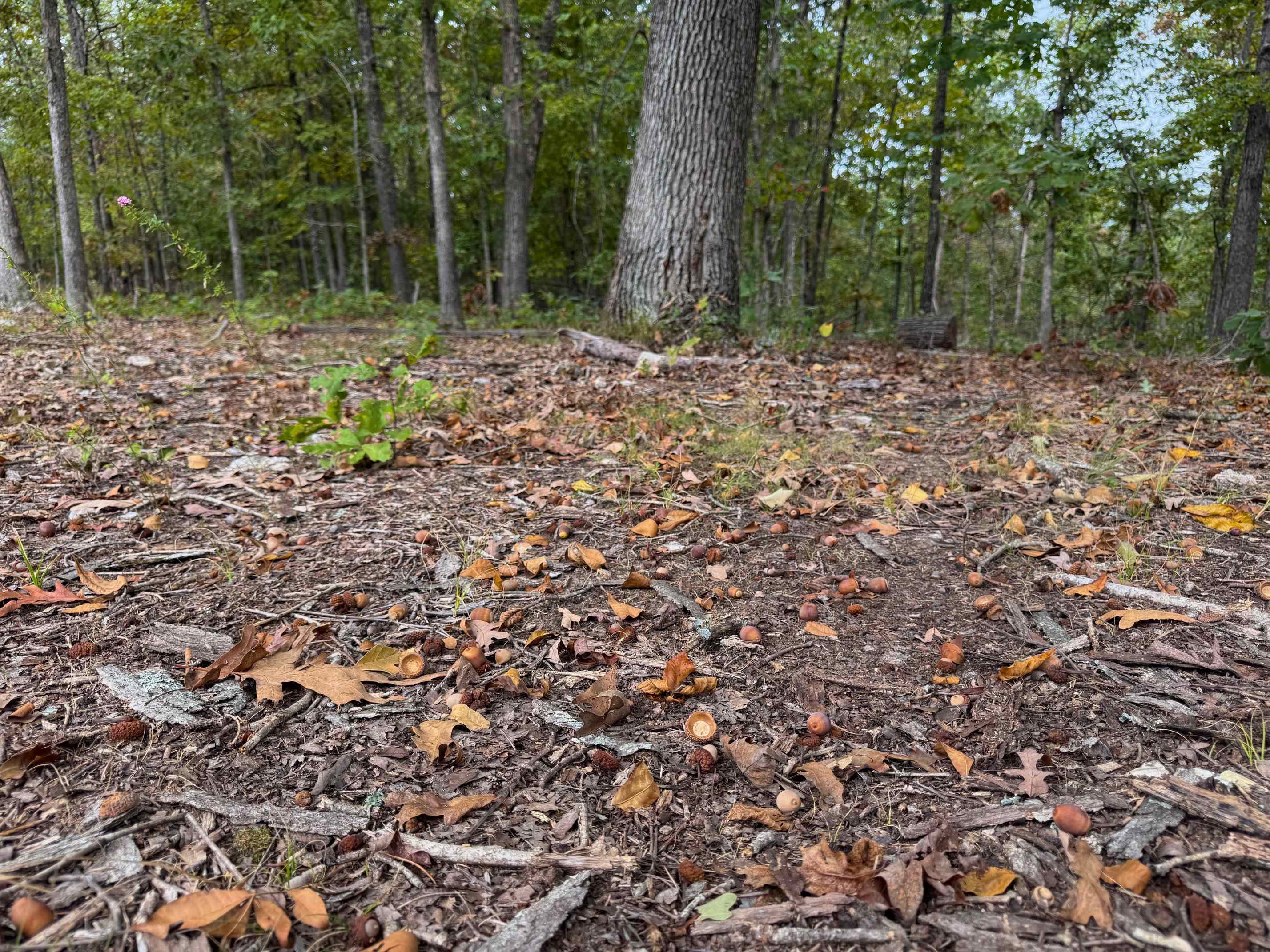 Photo 4 - Vacant Land for sale – XX  Firetower   Hardy, AR