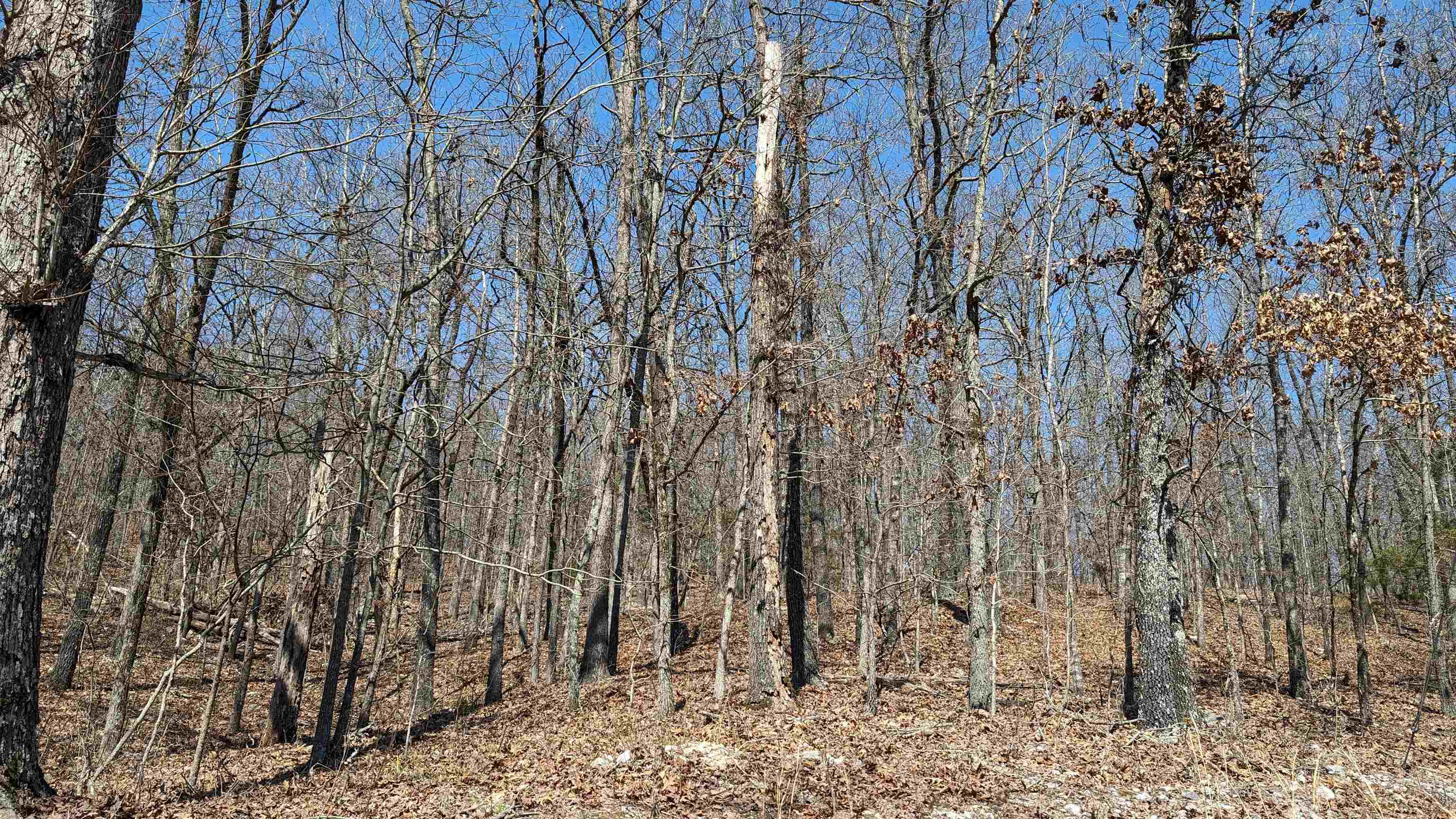 Photo 4 - Vacant Land for sale – 31  Ridgecrest   Highland, AR
