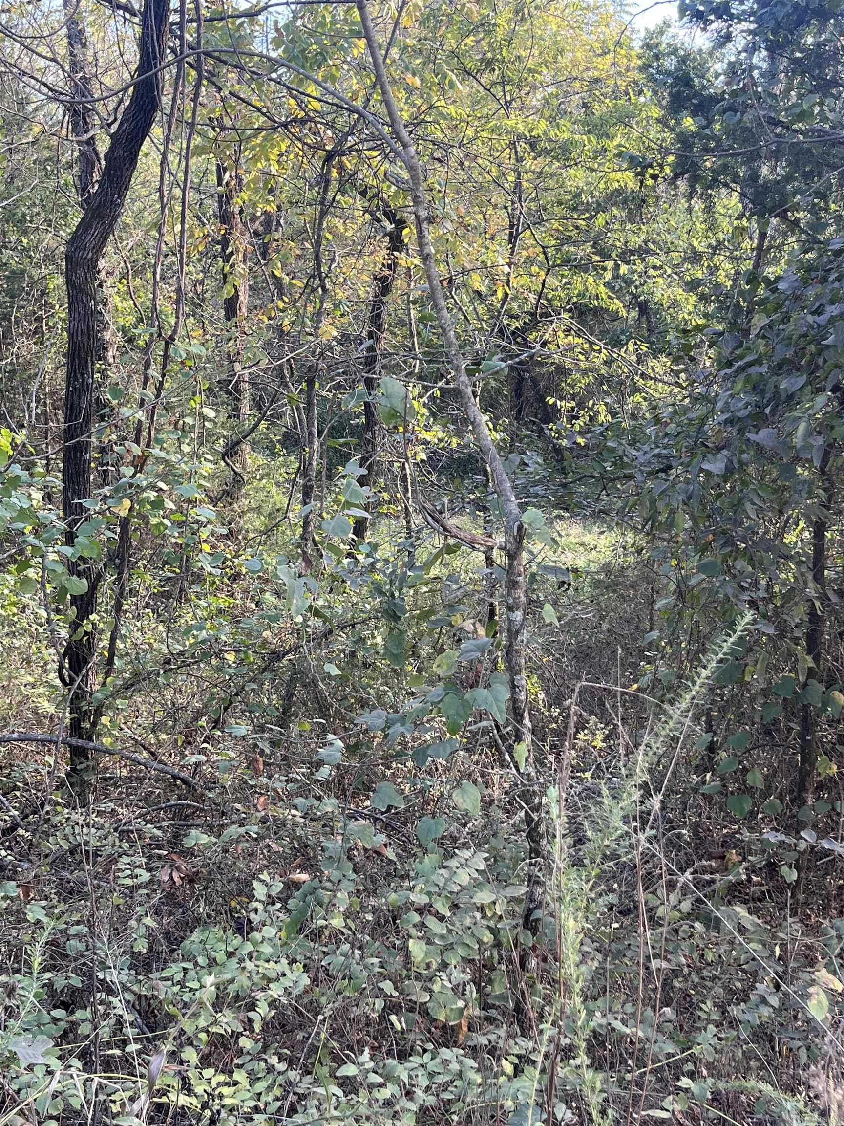 Photo 4 - Vacant Land for sale – 2  Silver Fox Ridge Road   Salem, AR