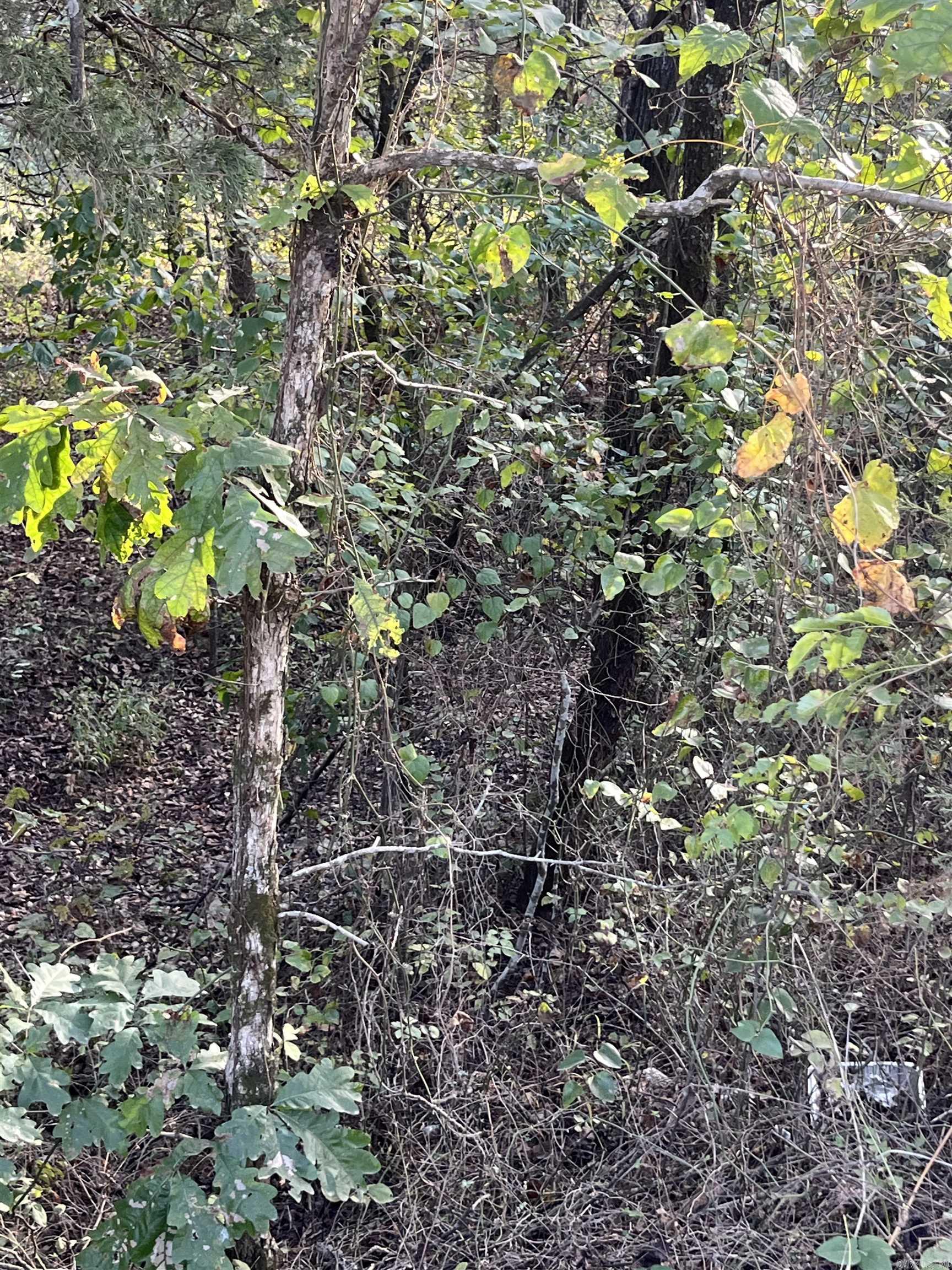 Photo 5 - Vacant Land for sale – 2  Silver Fox Ridge Road   Salem, AR