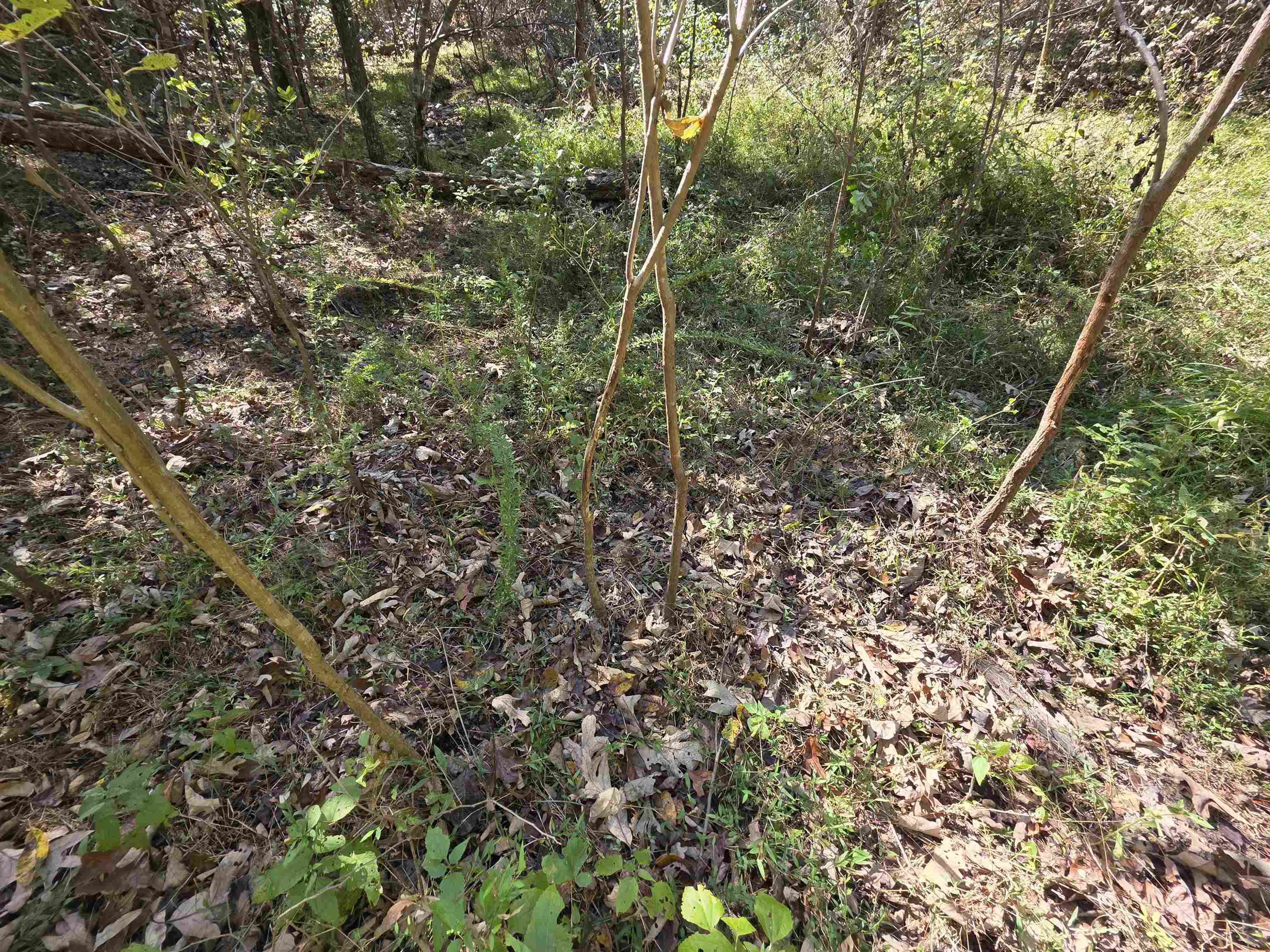 Photo 26 - Vacant Land for sale – 3013-3015  Possum Trot   Ash Flat, AR