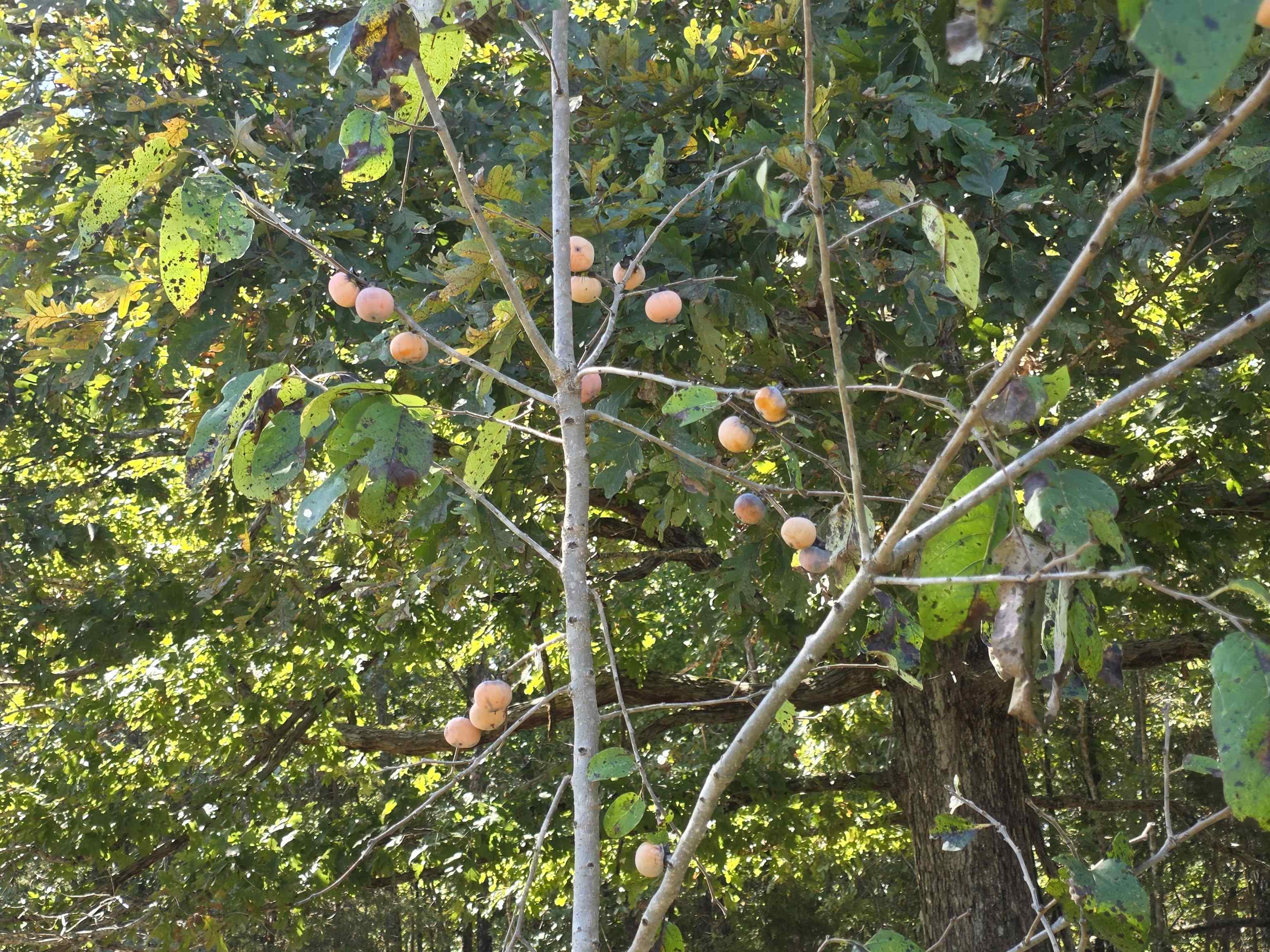 Photo 39 - Vacant Land for sale – 3013-3015  Possum Trot   Ash Flat, AR