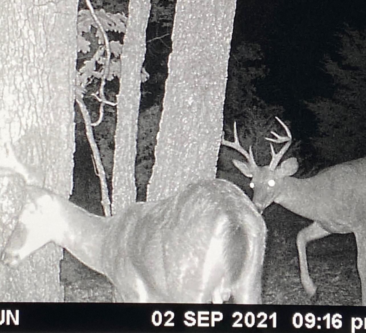 Photo 40 - Vacant Land for sale – 3013-3015  Possum Trot   Ash Flat, AR