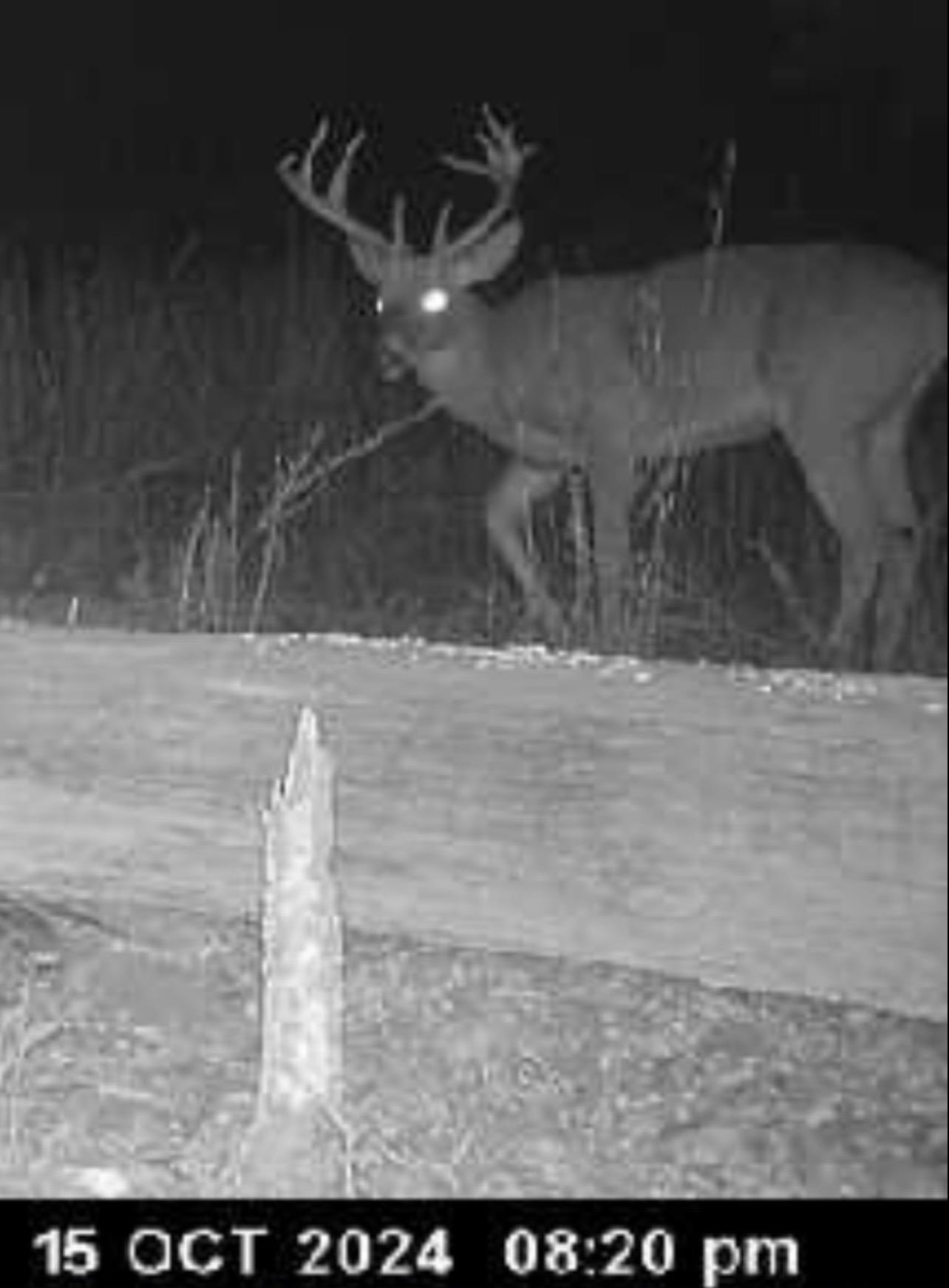 Photo 42 - Vacant Land for sale – 3013-3015  Possum Trot   Ash Flat, AR