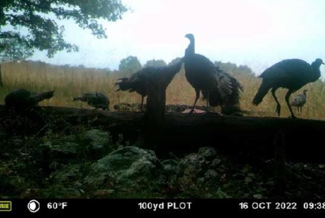 Photo 43 - Vacant Land for sale – 3013-3015  Possum Trot   Ash Flat, AR