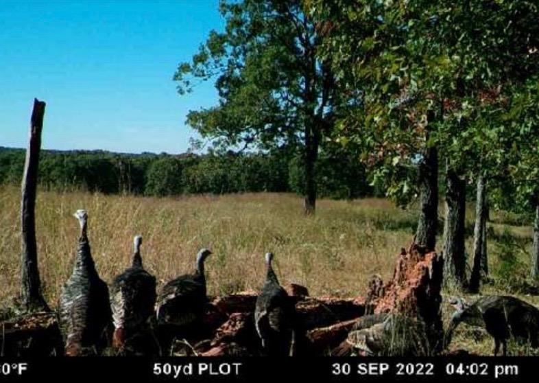 Photo 44 - Vacant Land for sale – 3013-3015  Possum Trot   Ash Flat, AR
