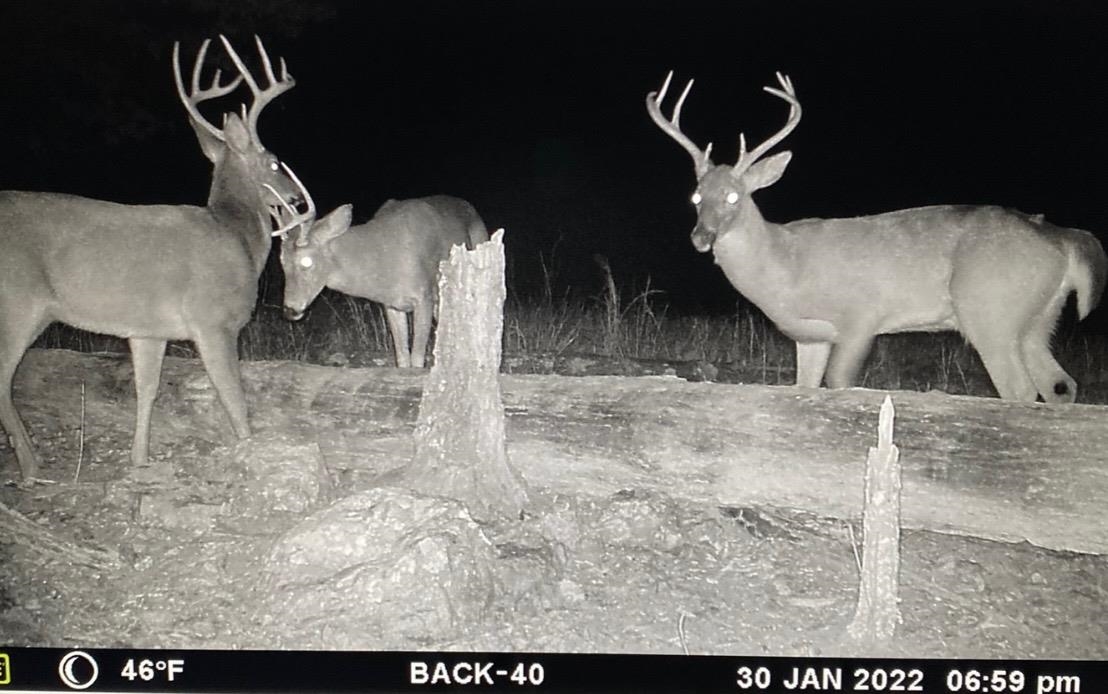 Photo 46 - Vacant Land for sale – 3013-3015  Possum Trot   Ash Flat, AR