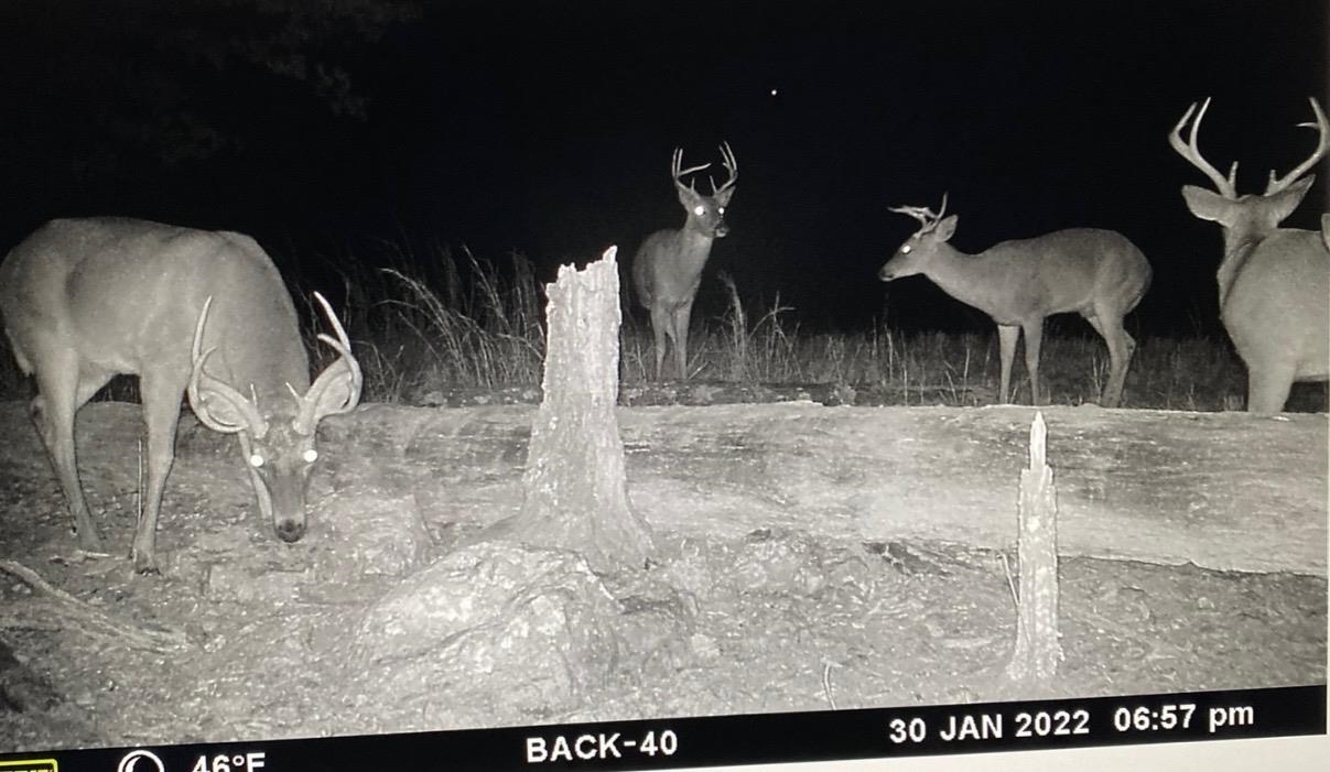 Photo 47 - Vacant Land for sale – 3013-3015  Possum Trot   Ash Flat, AR