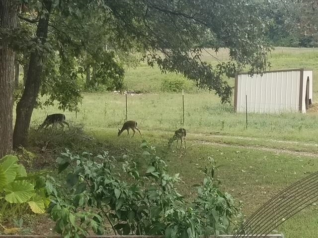 Photo 48 - Residential for sale – 661  Cricket Pass Road   Camp, AR