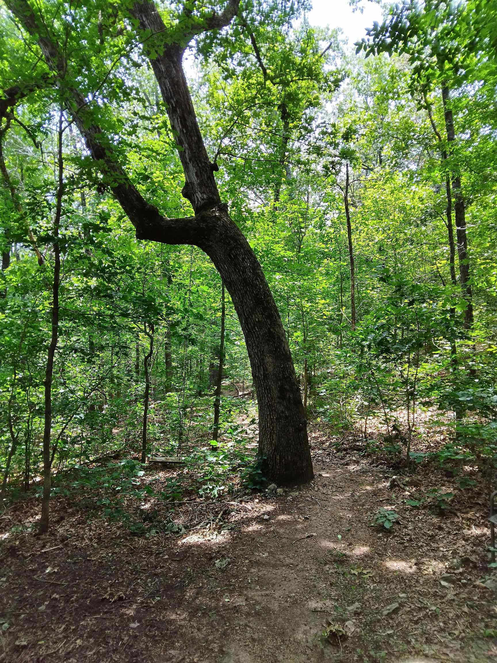 Photo 8 - Vacant Land for sale – 8329  Nine Mile Ridge Road   Hardy, AR