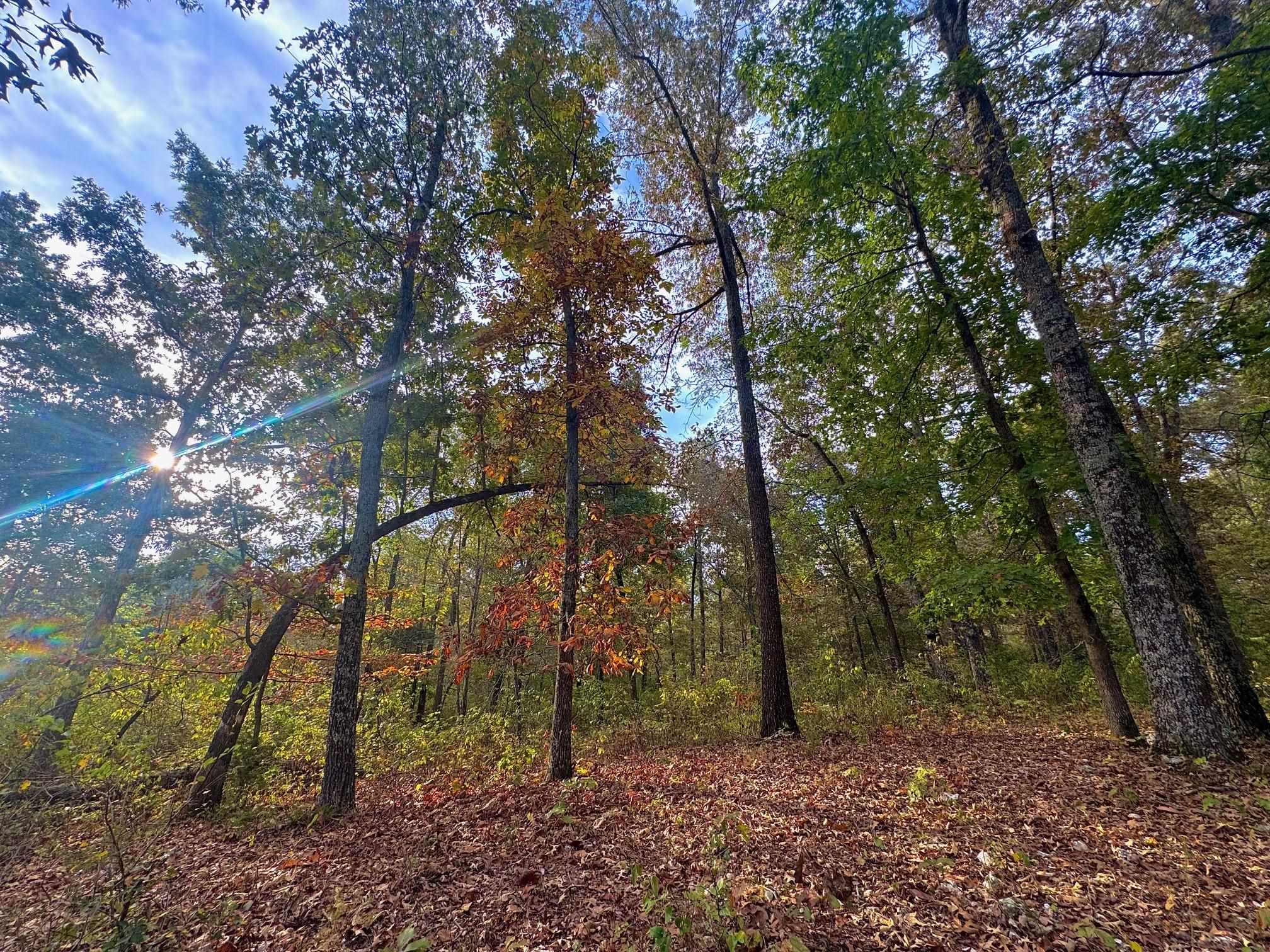 Photo 3 - Vacant Land for sale – Lot 29  Goodwin Cove Lot 29, Goodwin Cove, Secluded Estates  Ash Flat, AR