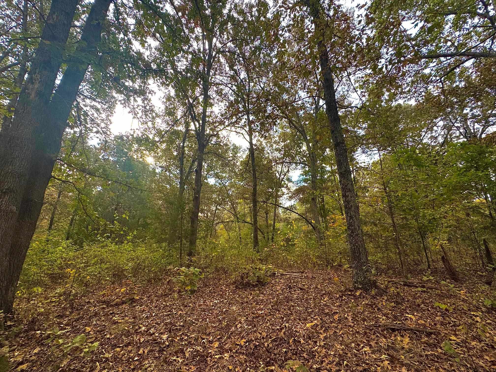 Photo 4 - Vacant Land for sale – Lot 29  Goodwin Cove Lot 29, Goodwin Cove, Secluded Estates  Ash Flat, AR