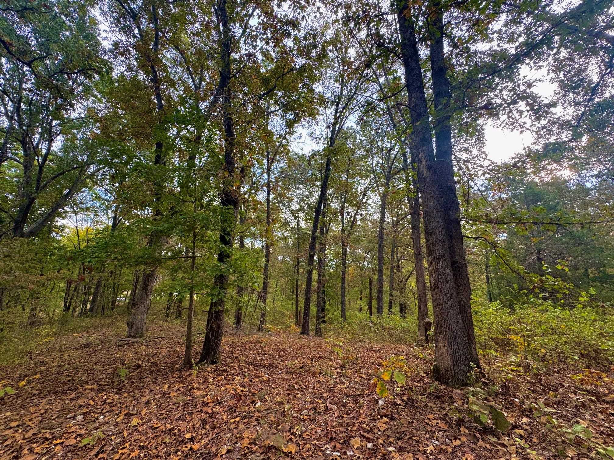 Photo 5 - Vacant Land for sale – Lot 29  Goodwin Cove Lot 29, Goodwin Cove, Secluded Estates  Ash Flat, AR