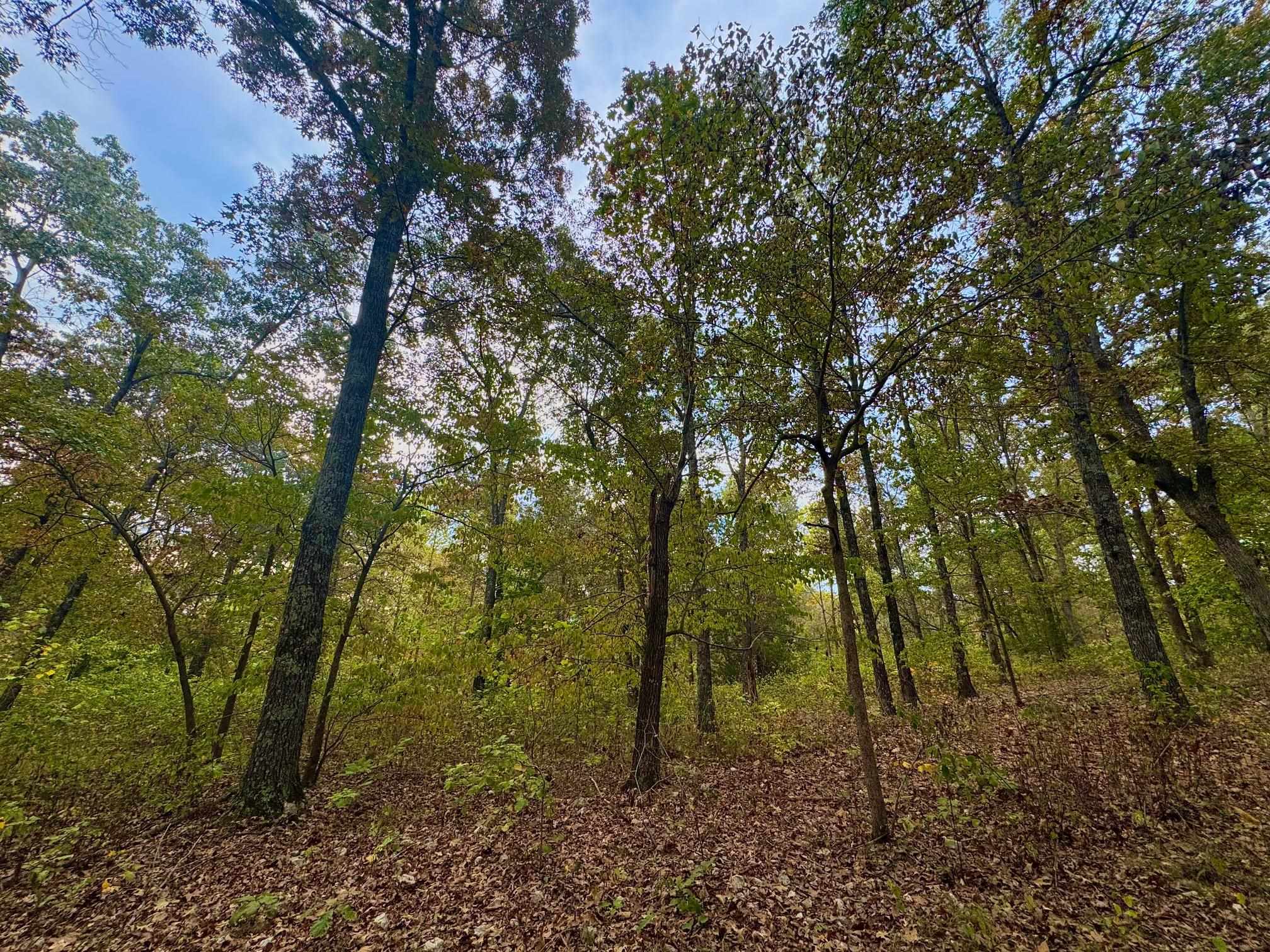 Photo 6 - Vacant Land for sale – Lot 29  Goodwin Cove Lot 29, Goodwin Cove, Secluded Estates  Ash Flat, AR