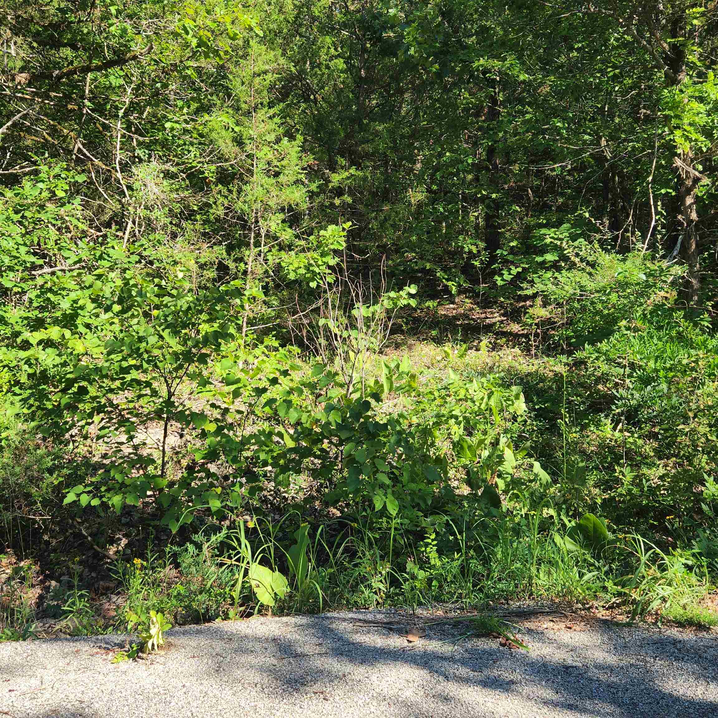 Photo 11 - Vacant Land for sale – L-12 B-8  Choctaw   Cherokee Village, AR