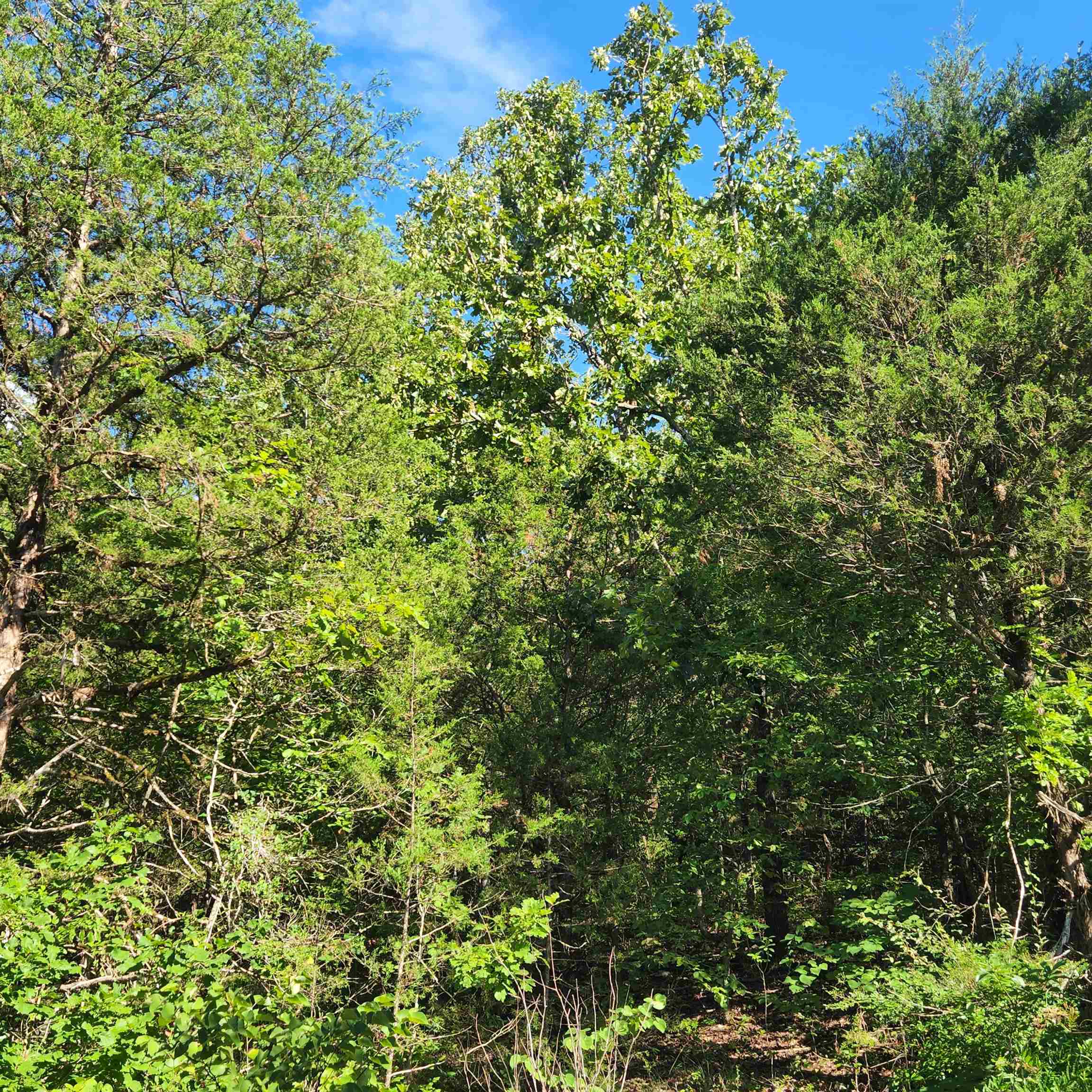 Photo 14 - Vacant Land for sale – L-12 B-8  Choctaw   Cherokee Village, AR