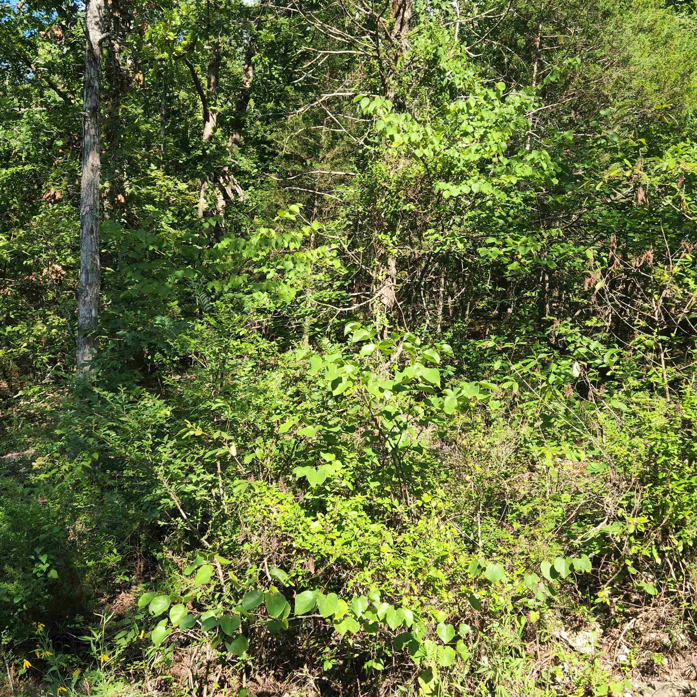 Photo 4 - Vacant Land for sale – L-12 B-8  Choctaw   Cherokee Village, AR