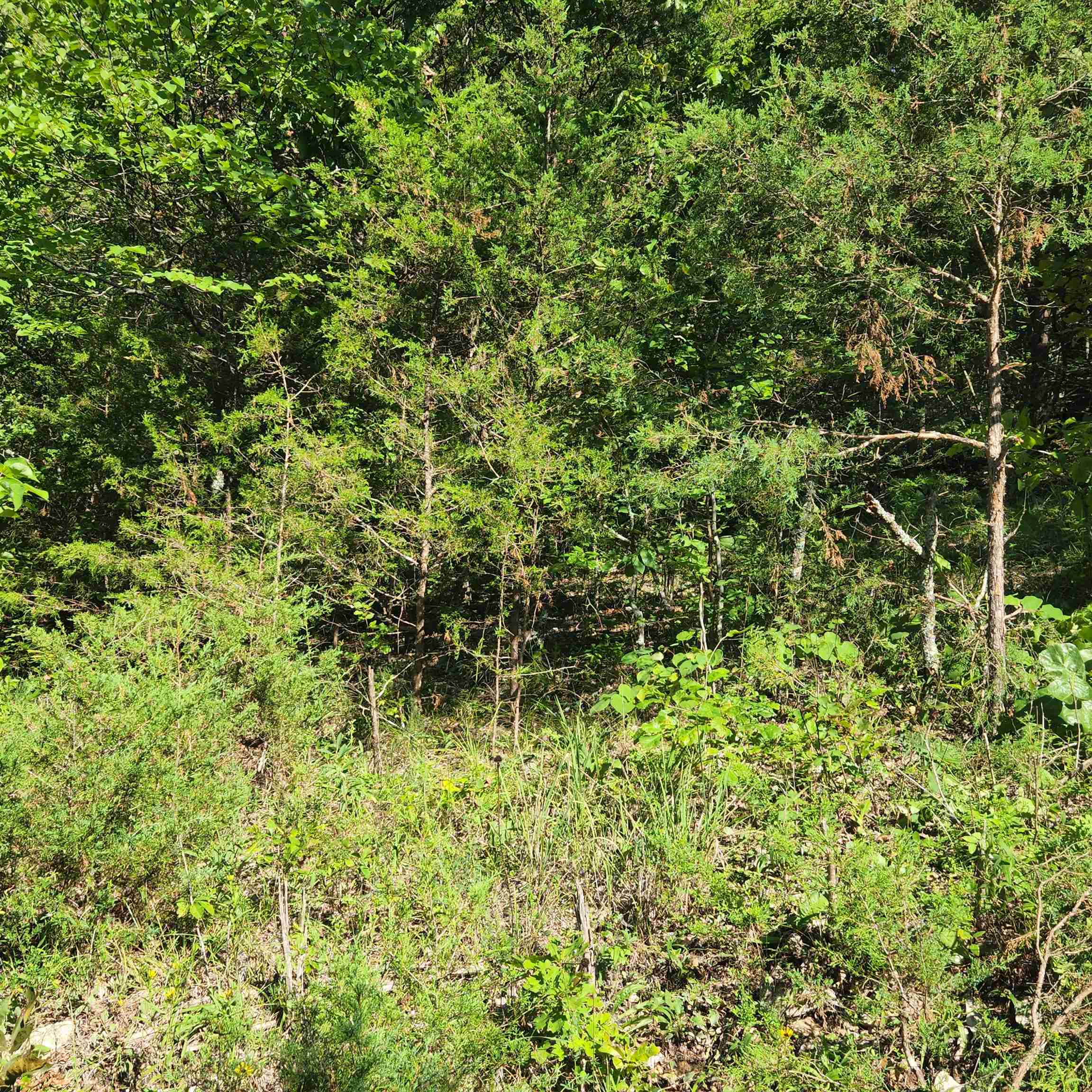 Photo 9 - Vacant Land for sale – L-12 B-8  Choctaw   Cherokee Village, AR