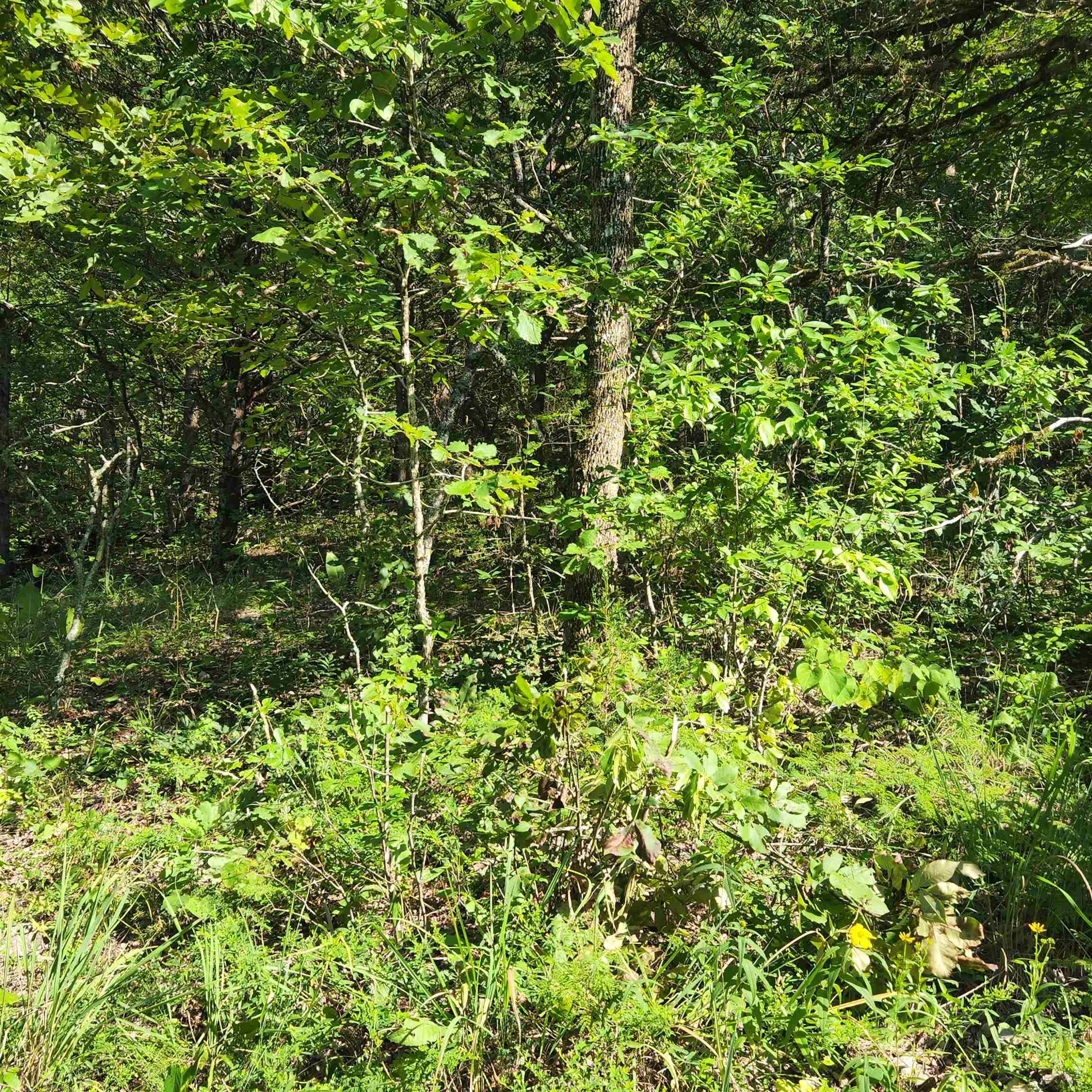 Photo 10 - Vacant Land for sale – L-12 B-8  Choctaw   Cherokee Village, AR