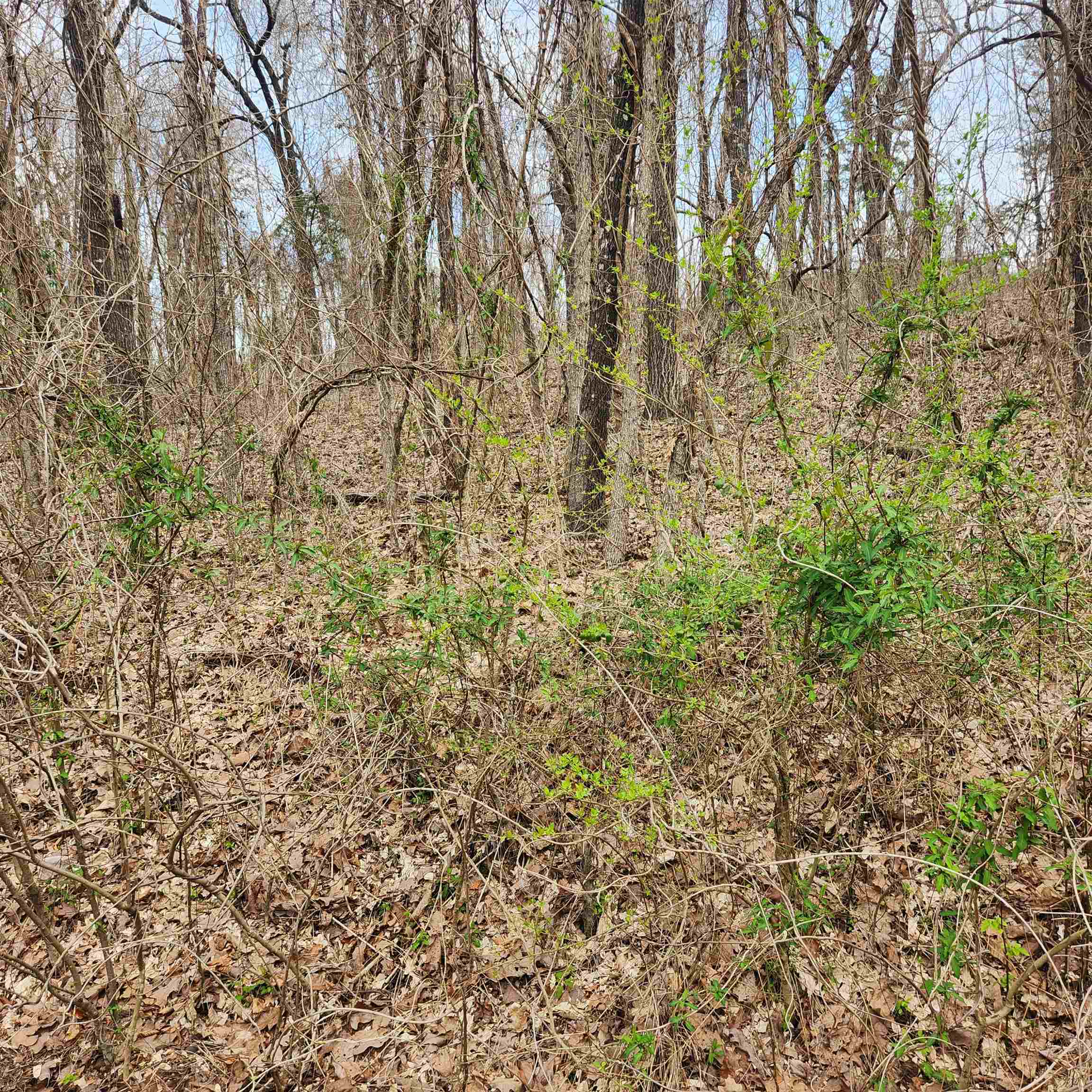 Photo 11 - Vacant Land for sale – L-15, B-9  Choctaw   Cherokee Village, AR