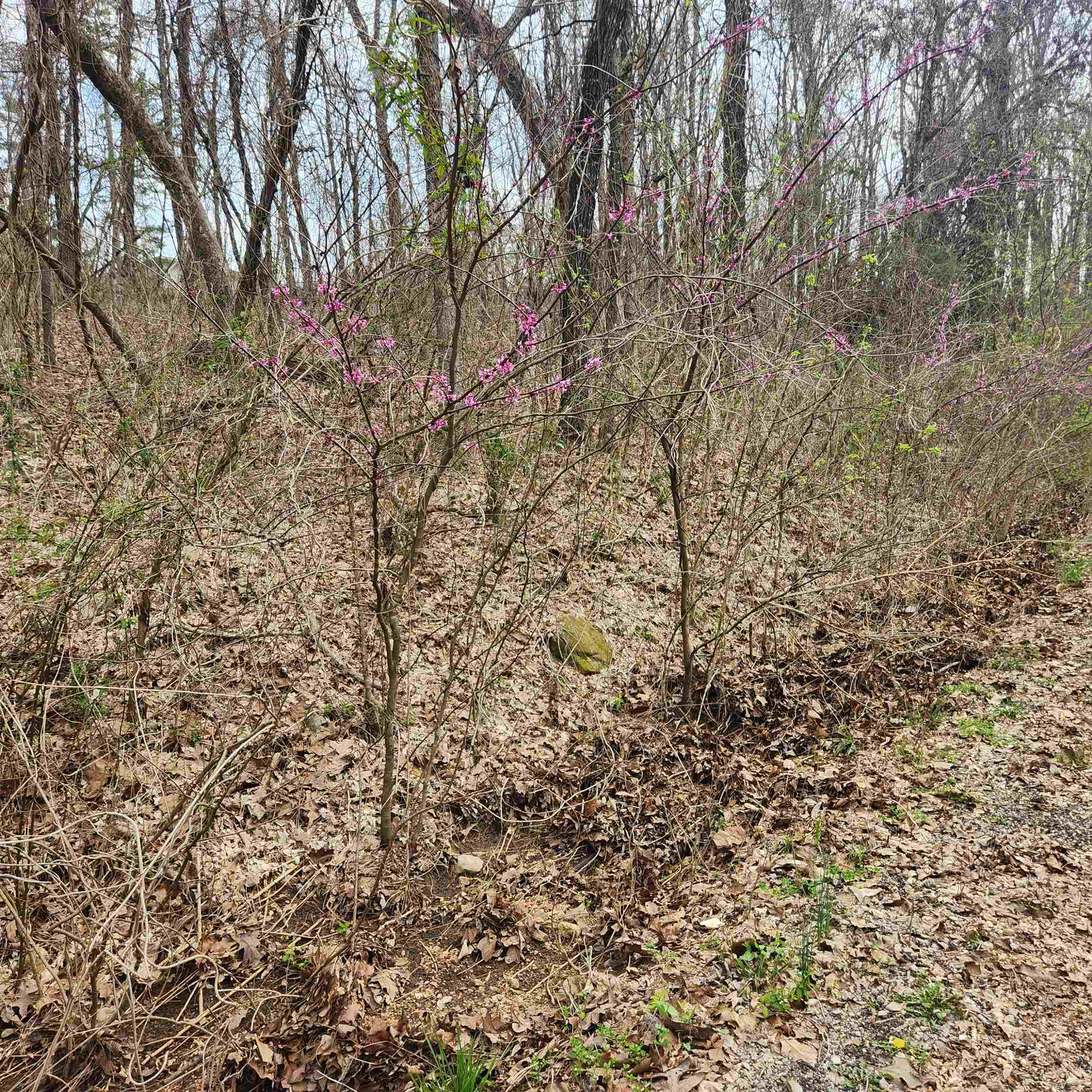Photo 3 - Vacant Land for sale – L-15, B-9  Choctaw   Cherokee Village, AR