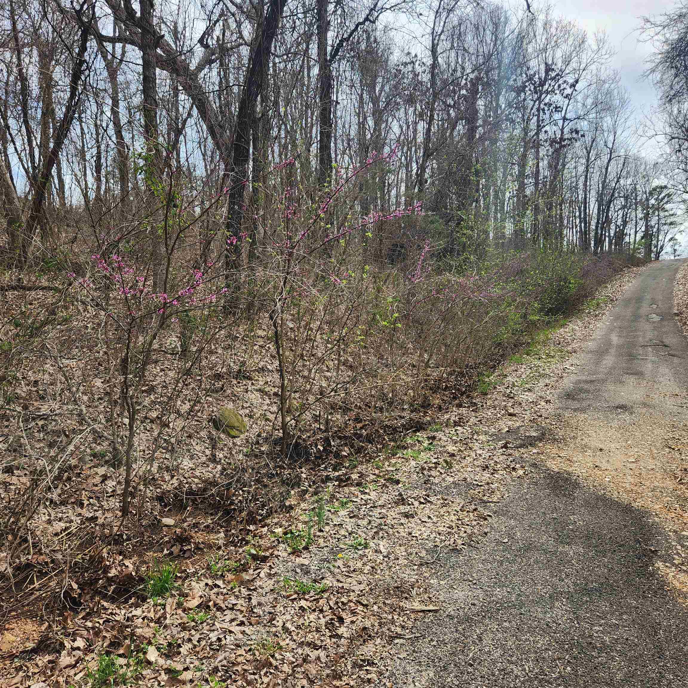 Photo 6 - Vacant Land for sale – L-15, B-9  Choctaw   Cherokee Village, AR