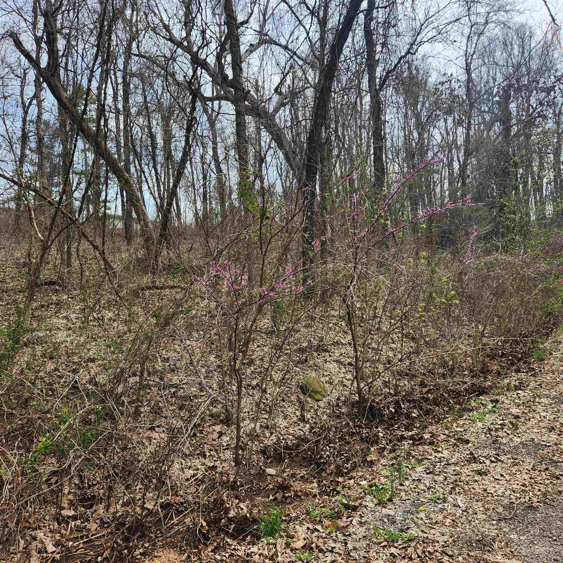 Photo 7 - Vacant Land for sale – L-15, B-9  Choctaw   Cherokee Village, AR