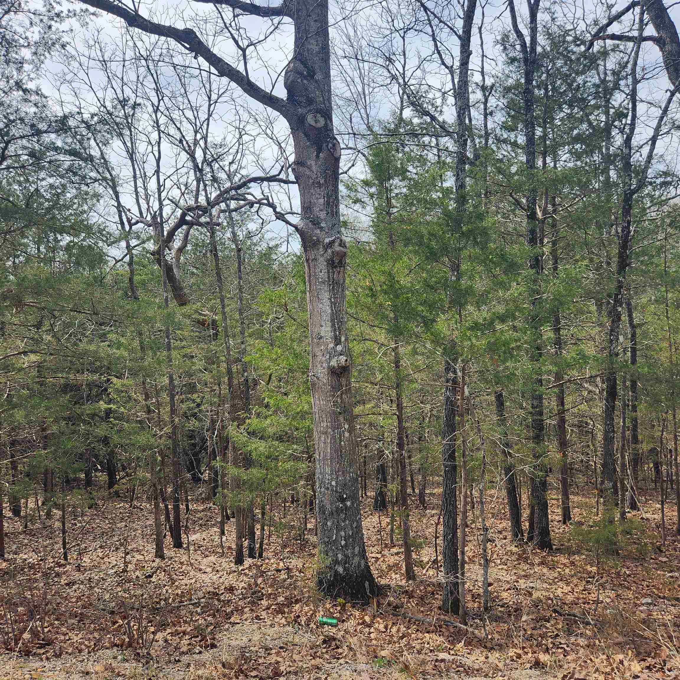 Photo 2 - Vacant Land for sale – L6, B12  Cochise   Cherokee Village, AR
