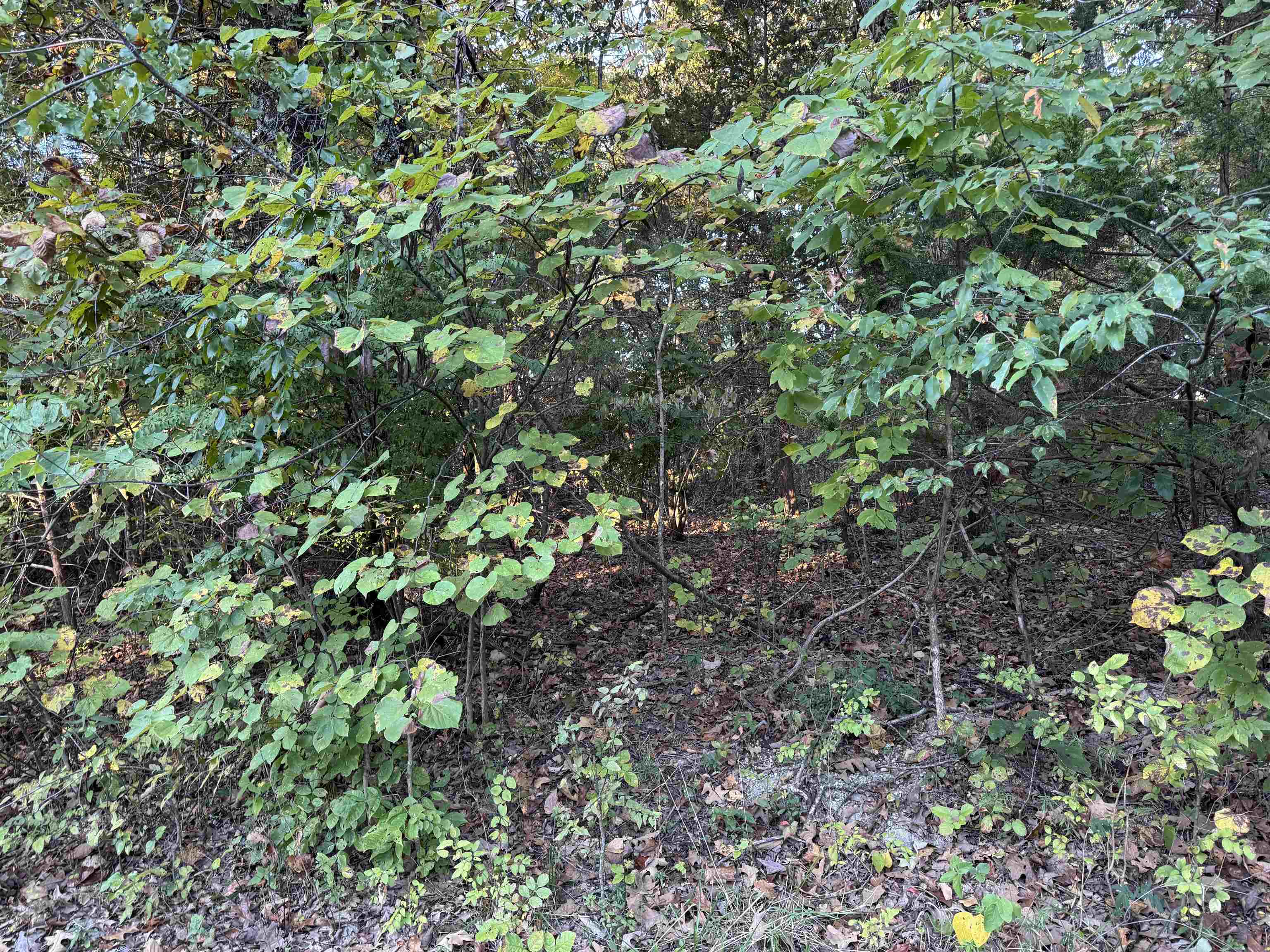 Vacant Land for sale – 1108 & 1110  Pavilion Lane 1109 Parkway Lane  Horseshoe Bend, AR