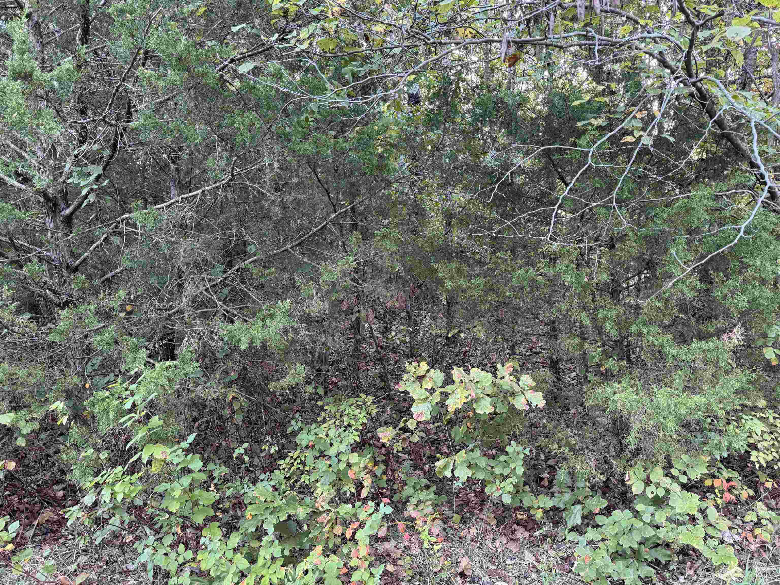 Photo 4 - Vacant Land for sale – 1108 & 1110  Pavilion Lane 1109 Parkway Lane  Horseshoe Bend, AR