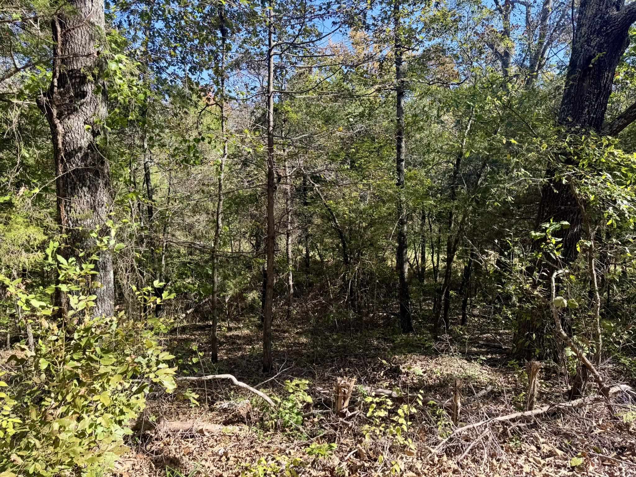 Photo 4 - Vacant Land for sale – 4.5A  Honeysuckle Lane   Franklin, AR