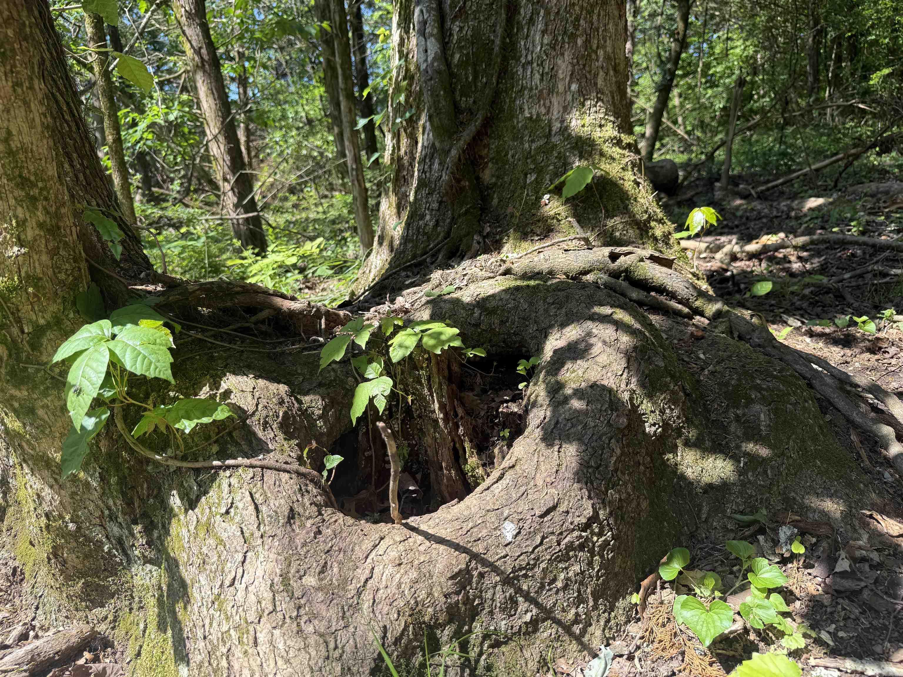 Photo 8 - Vacant Land for sale – 998  Mill Creek Road   Poughkeepsie, AR