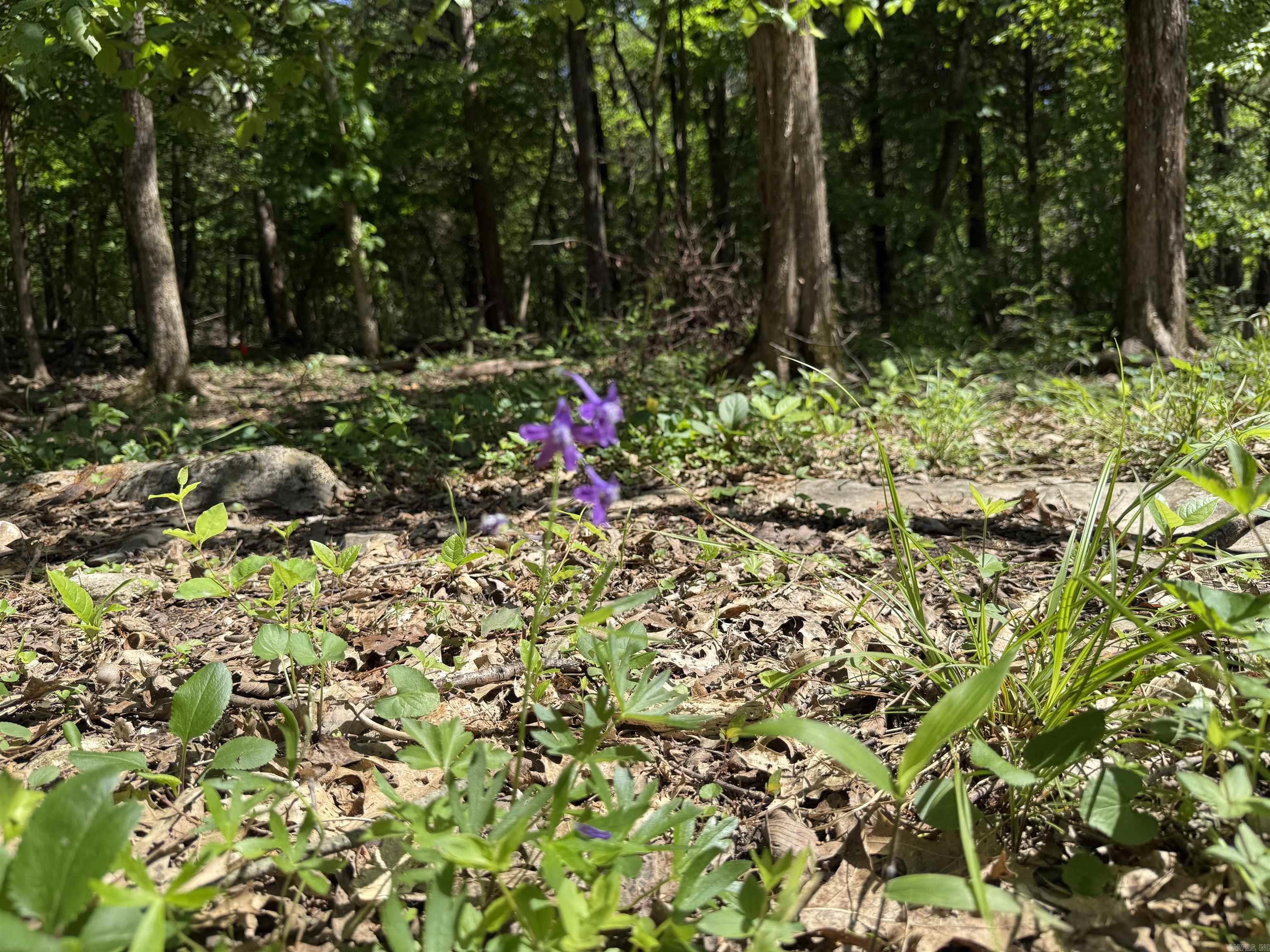 Photo 9 - Vacant Land for sale – 998  Mill Creek Road   Poughkeepsie, AR