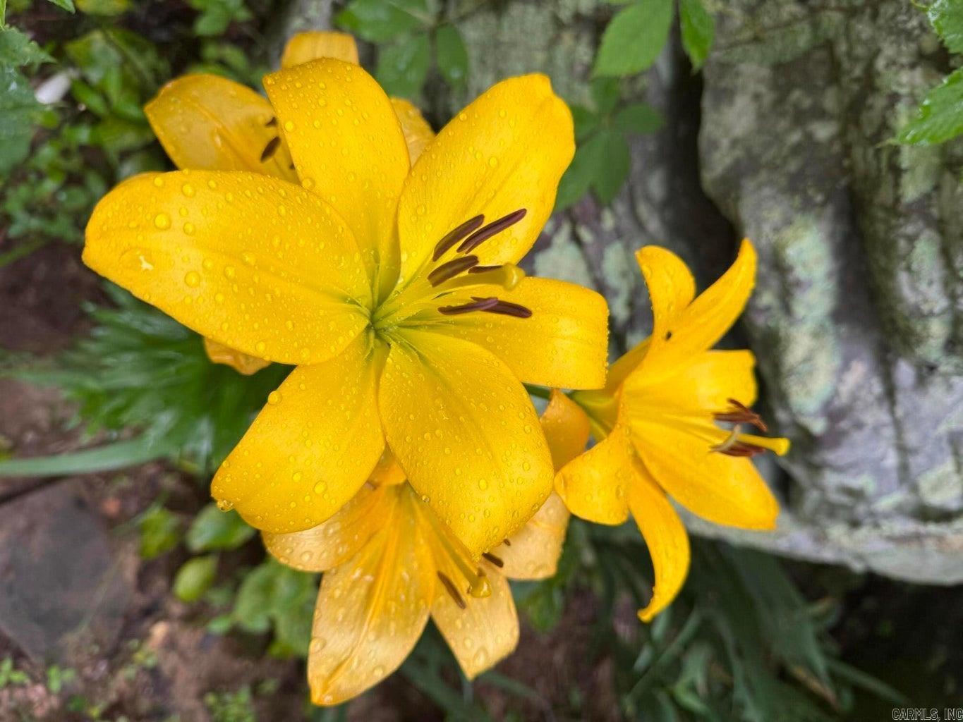 Photo 32 - Residential for sale – 1215  Arrowhead   Cave City, AR