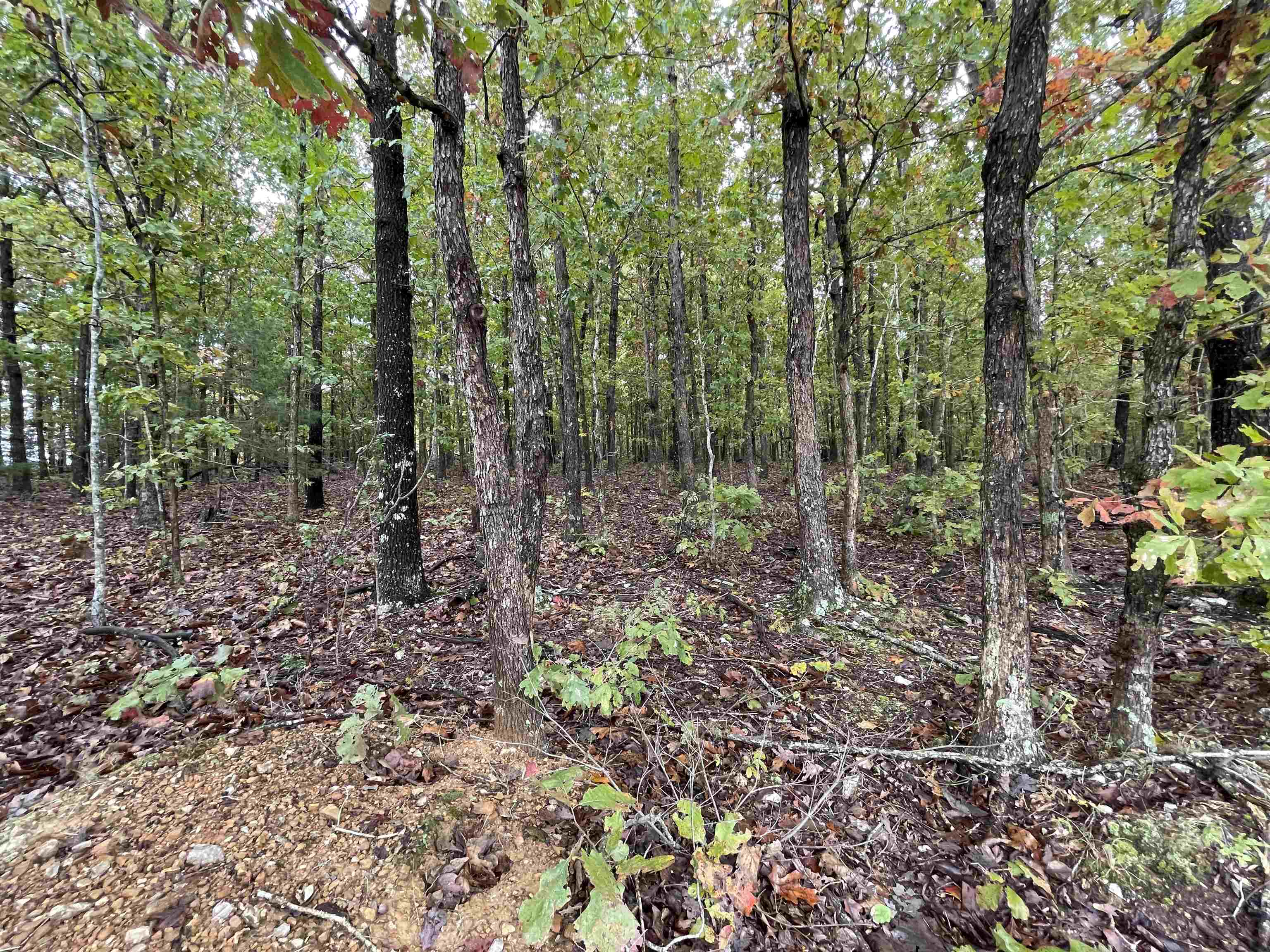 Photo 6 - Vacant Land for sale – 0  Echowood   Viola, AR