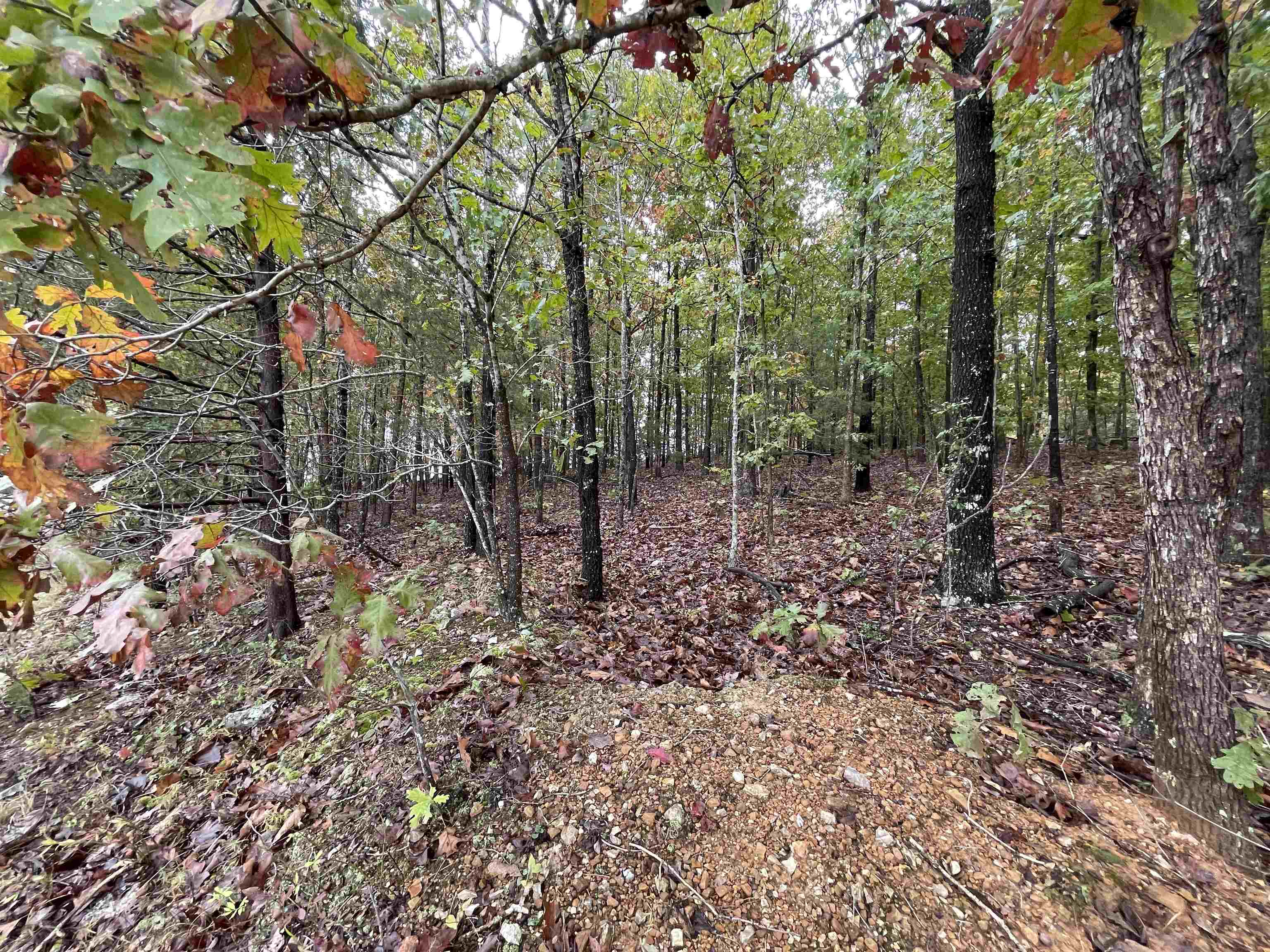 Photo 7 - Vacant Land for sale – 0  Echowood   Viola, AR