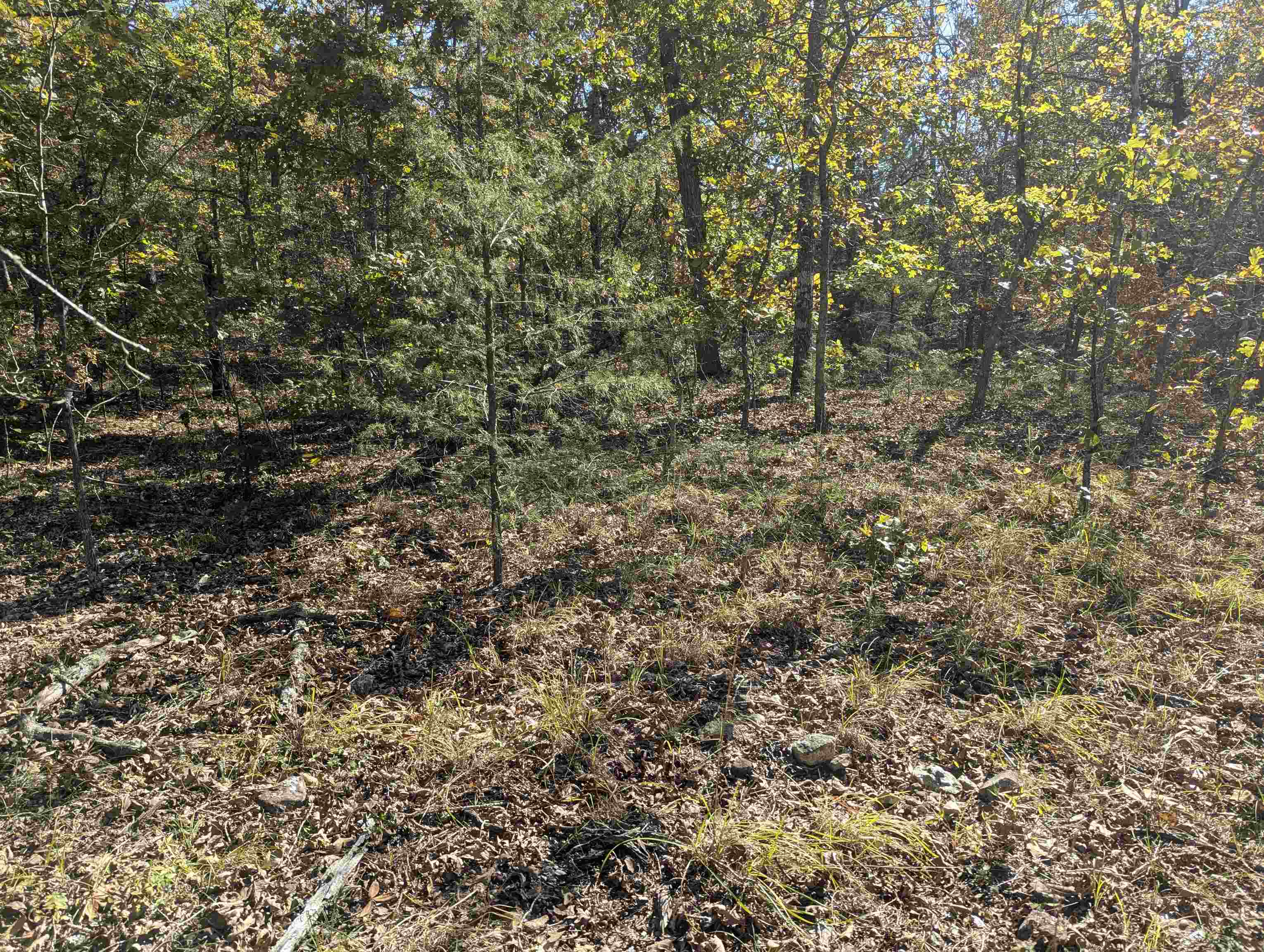 Vacant Land for sale – TBD  Dearborn Ln   Salem, AR