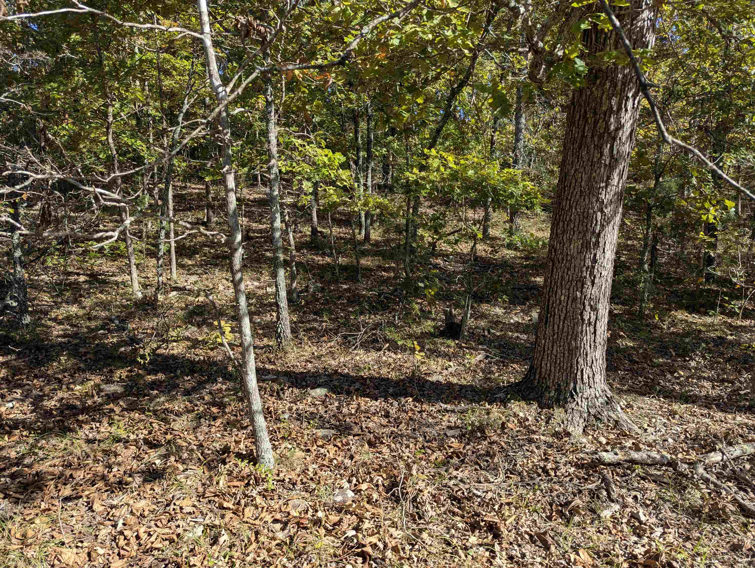 Photo 4 - Vacant Land for sale – TBD  Dearborn Ln   Salem, AR