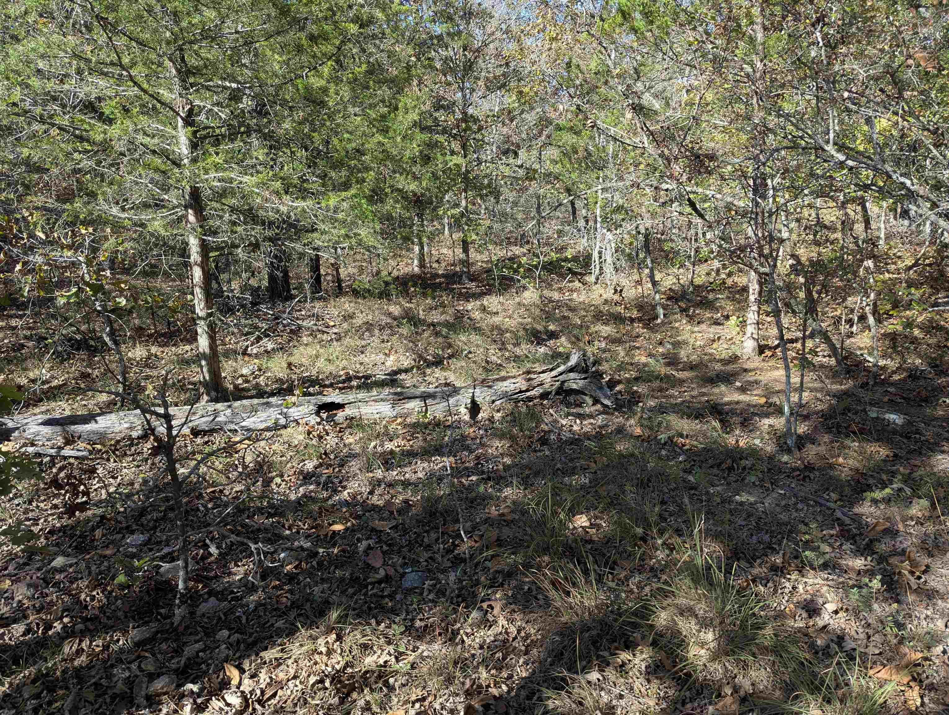 Photo 6 - Vacant Land for sale – TBD  Dearborn Ln   Salem, AR