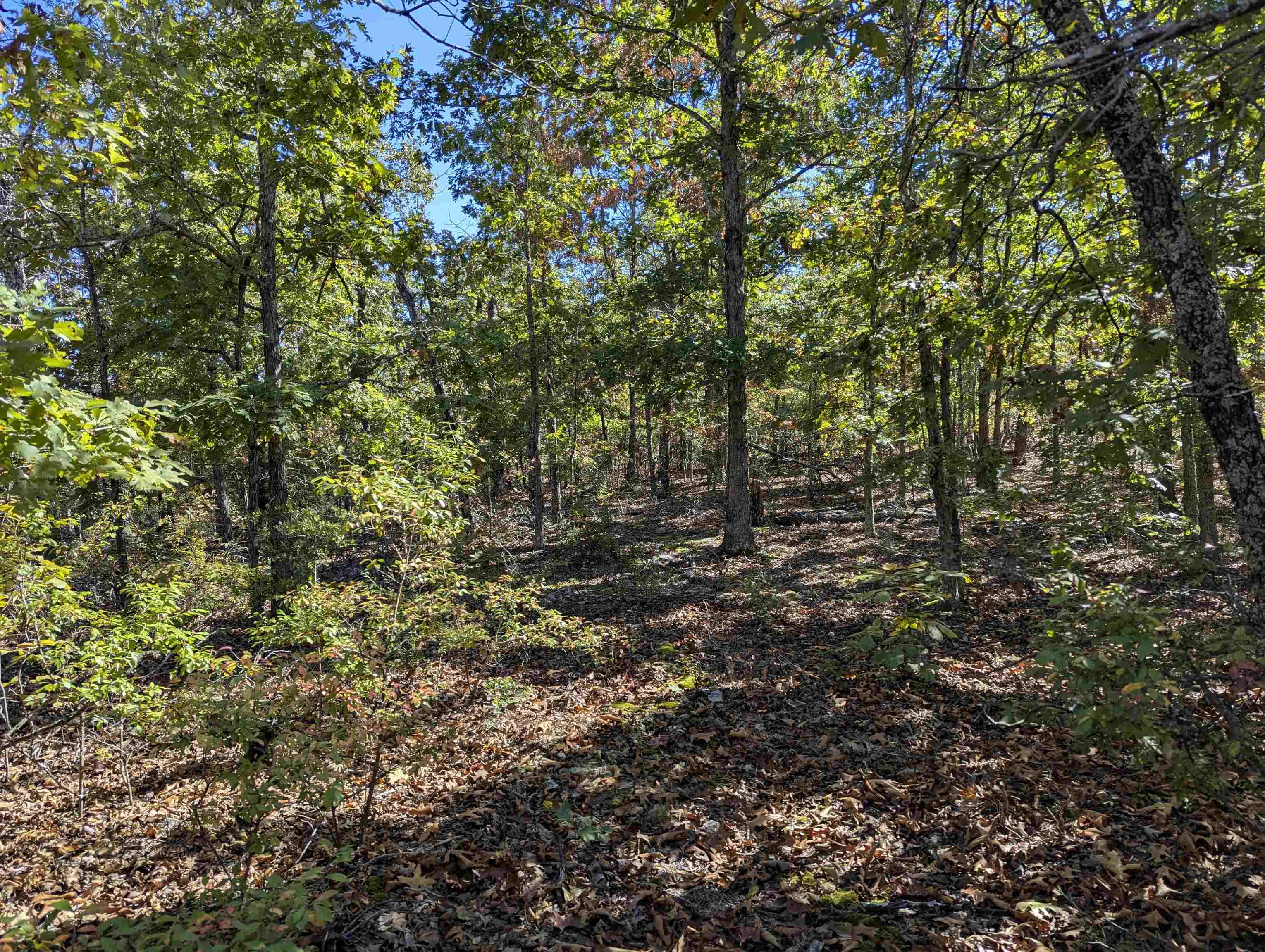 Photo 8 - Vacant Land for sale – TBD  Dearborn Ln   Salem, AR