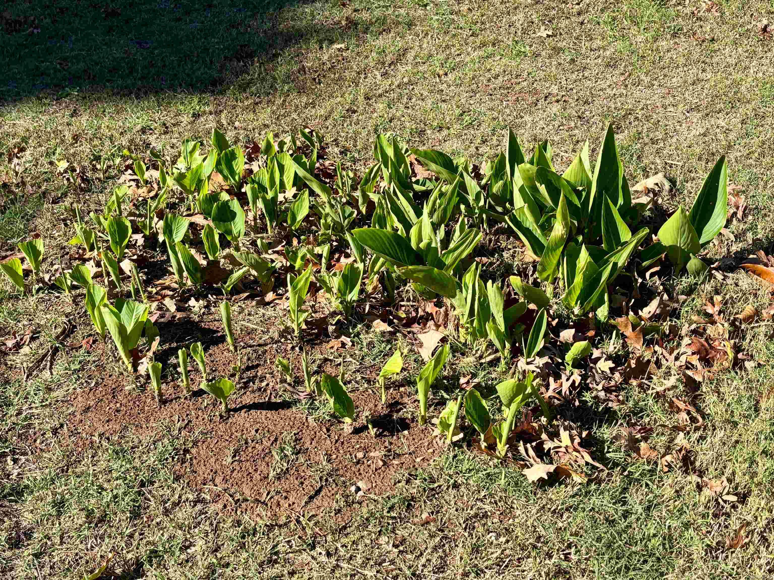 Photo 50 - Residential for sale – 15  White Oak   Pleasant Plains, AR