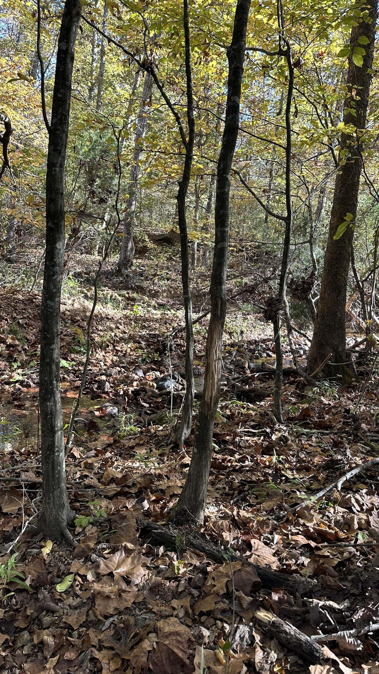 Photo 11 - Vacant Land for sale – 000  Schales Rd.   Sitka, AR