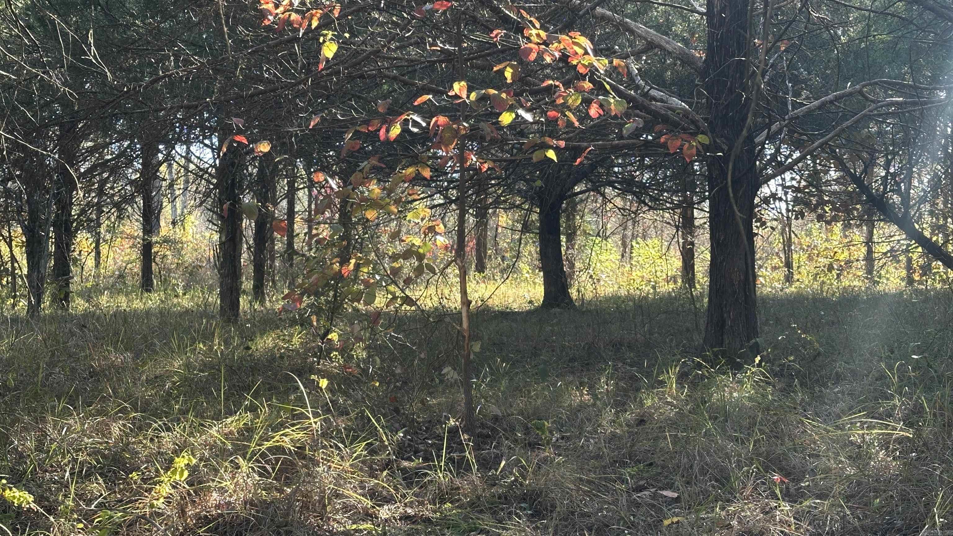 Photo 13 - Vacant Land for sale – 000  Schales Rd.   Sitka, AR